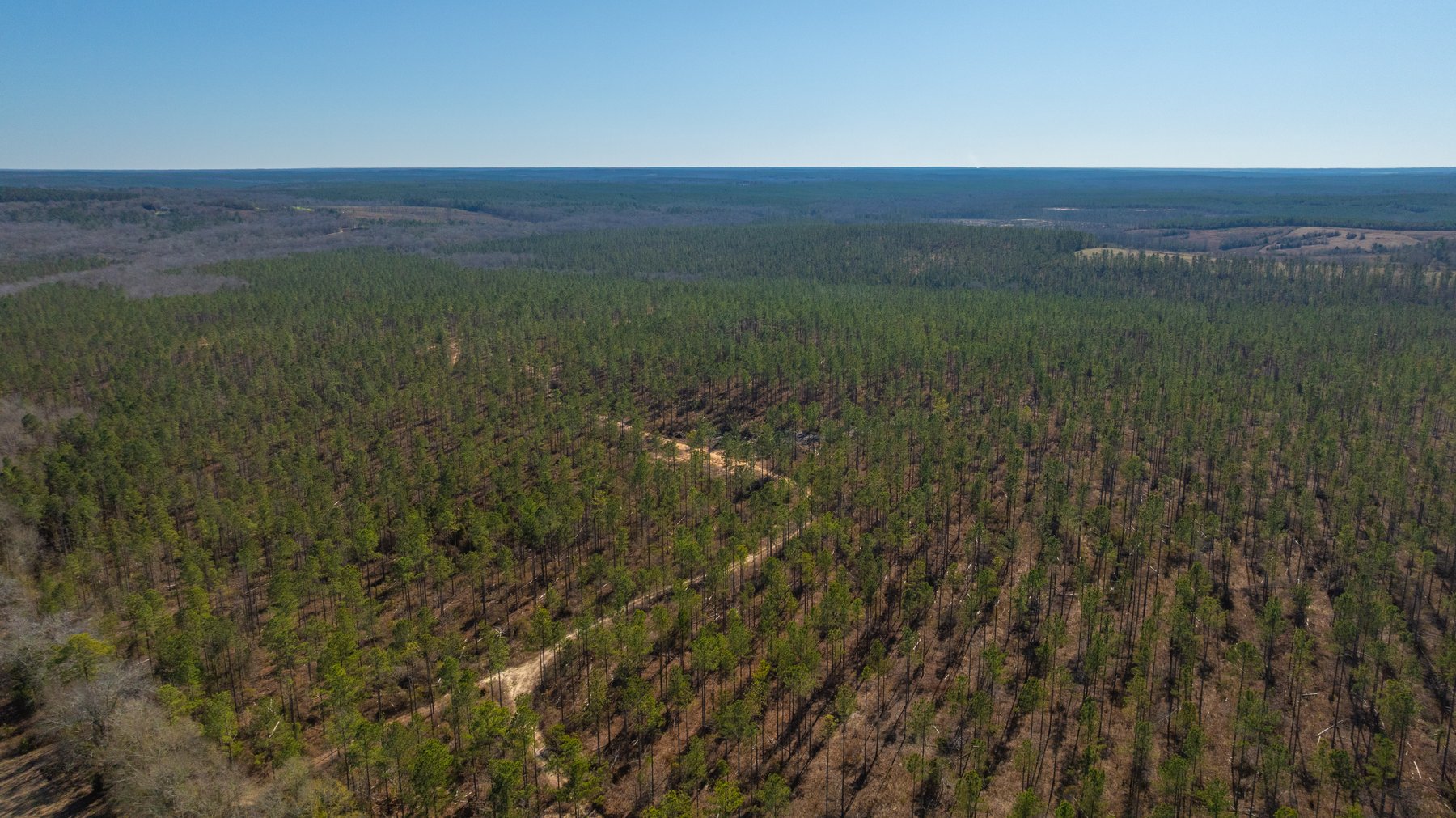 Image for 450± Total Acres - Jefferson Tract North - Exceptional Timber Investment - Plantation Pines & Lanahassee Creek Frontage