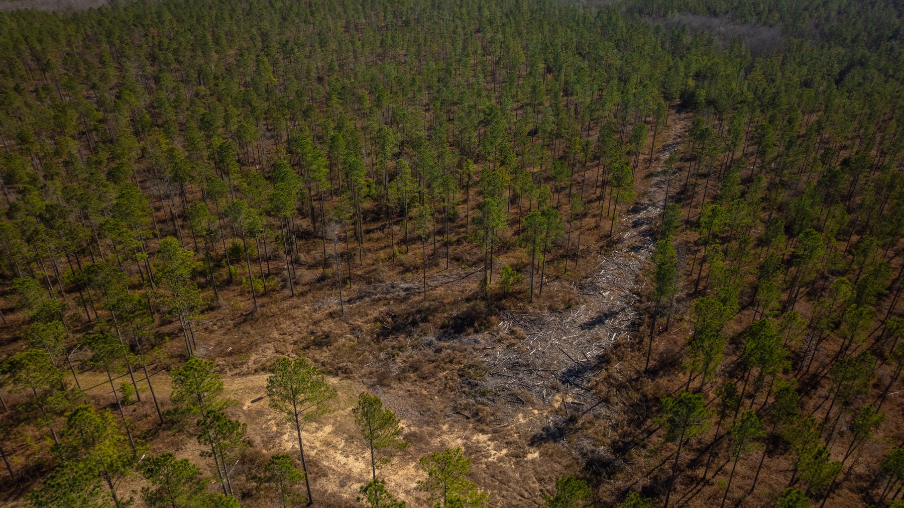 Image for 450± Total Acres - Jefferson Tract North - Exceptional Timber Investment - Plantation Pines & Lanahassee Creek Frontage