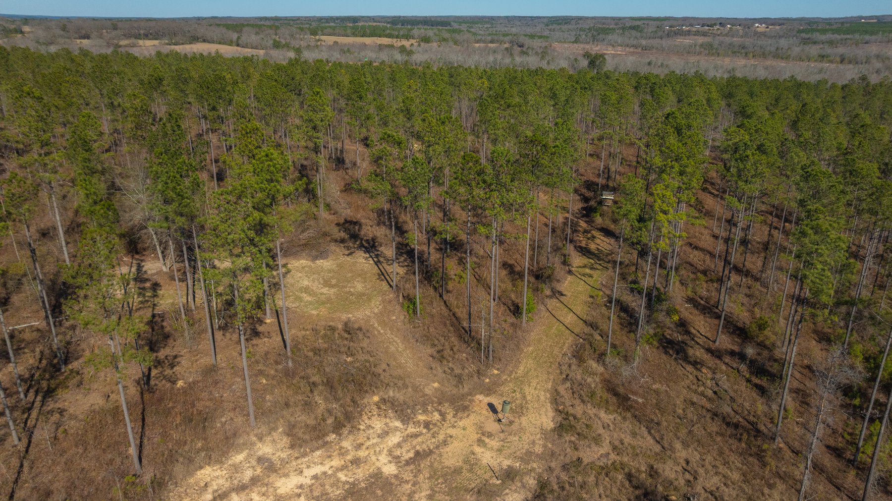 Image for 450± Total Acres - Jefferson Tract North - Exceptional Timber Investment - Plantation Pines & Lanahassee Creek Frontage