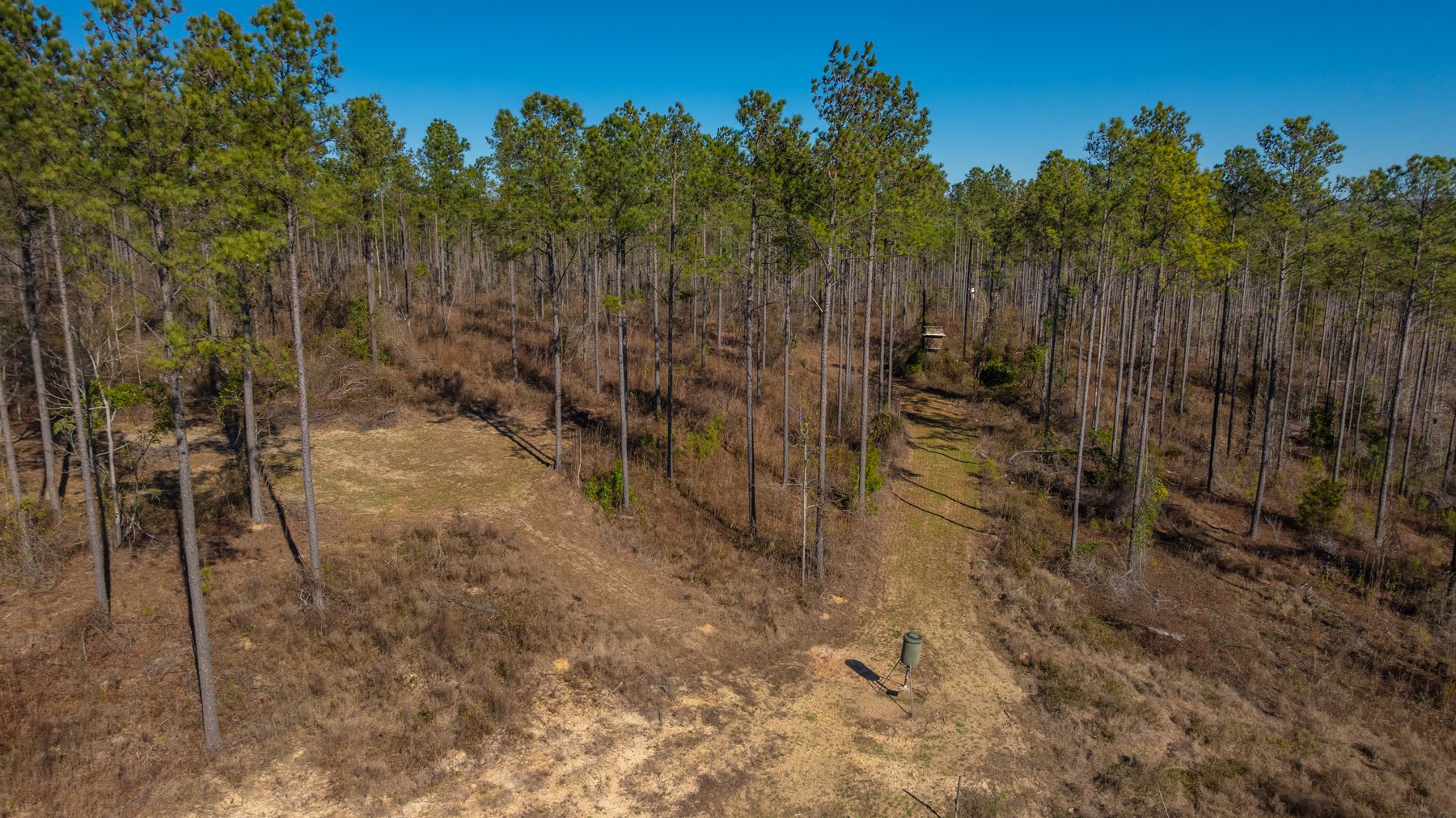 Image for 450± Total Acres - Jefferson Tract North - Exceptional Timber Investment - Plantation Pines & Lanahassee Creek Frontage