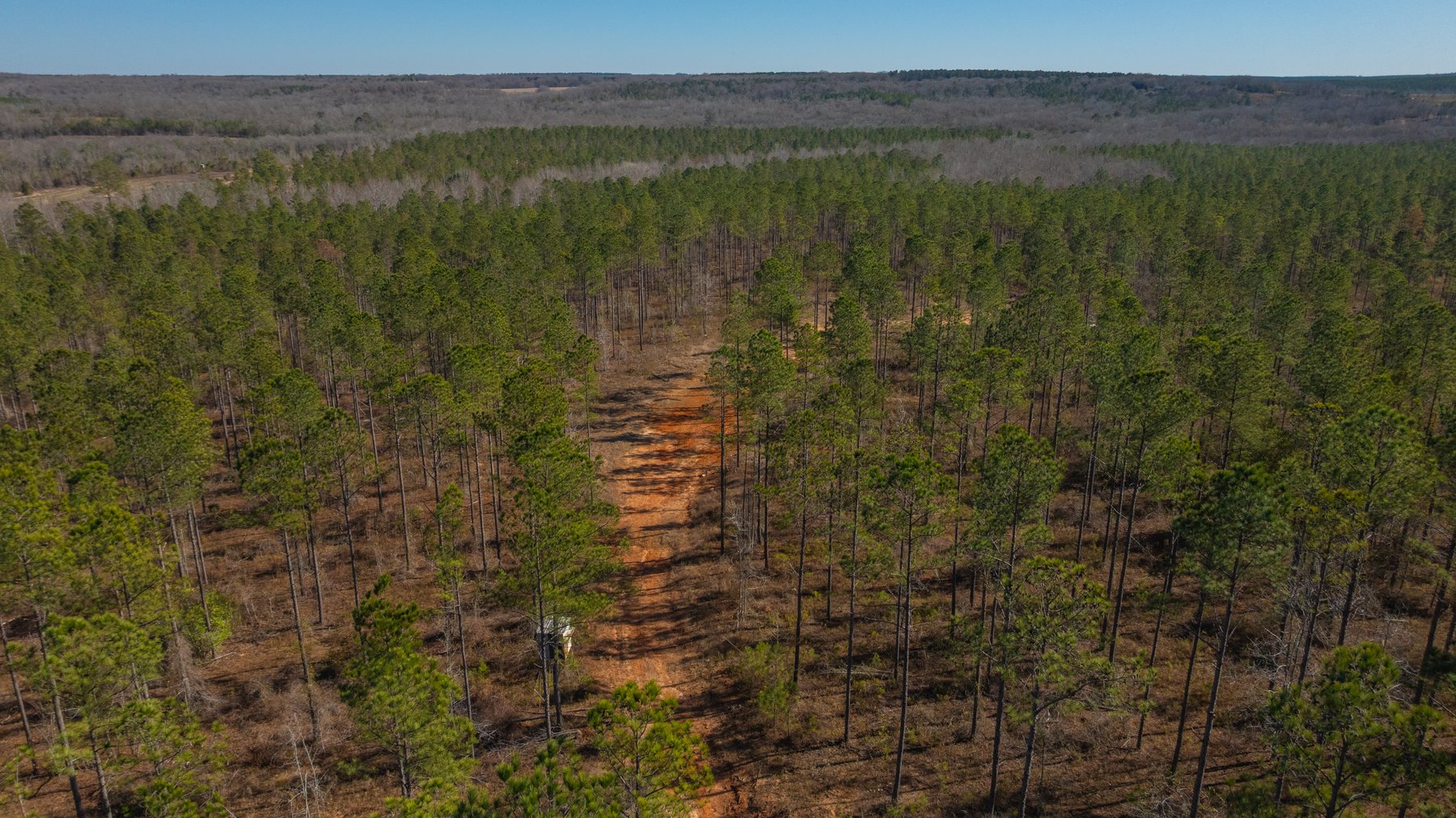 Image for 450± Total Acres - Jefferson Tract North - Exceptional Timber Investment - Plantation Pines & Lanahassee Creek Frontage