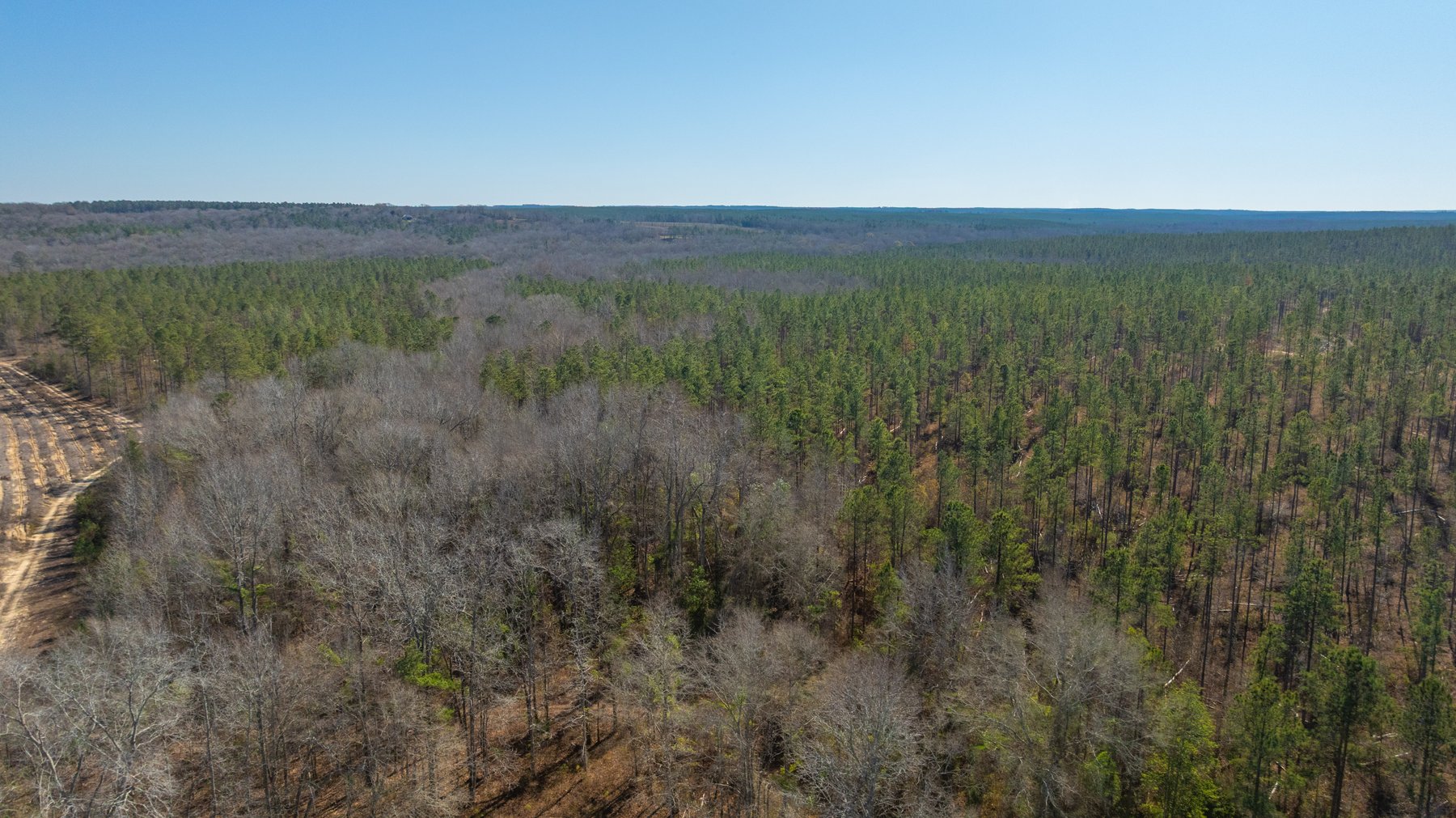 Image for 450± Total Acres - Jefferson Tract North - Exceptional Timber Investment - Plantation Pines & Lanahassee Creek Frontage