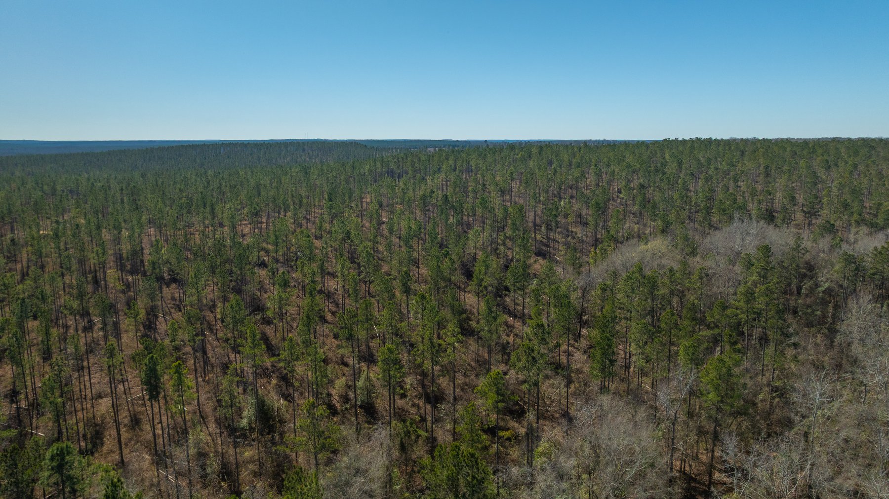 Image for 450± Total Acres - Jefferson Tract North - Exceptional Timber Investment - Plantation Pines & Lanahassee Creek Frontage