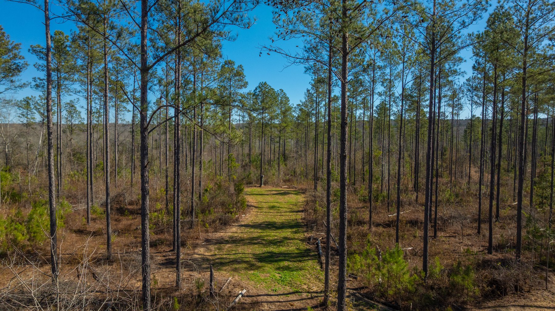 Image for 450± Total Acres - Jefferson Tract North - Exceptional Timber Investment - Plantation Pines & Lanahassee Creek Frontage
