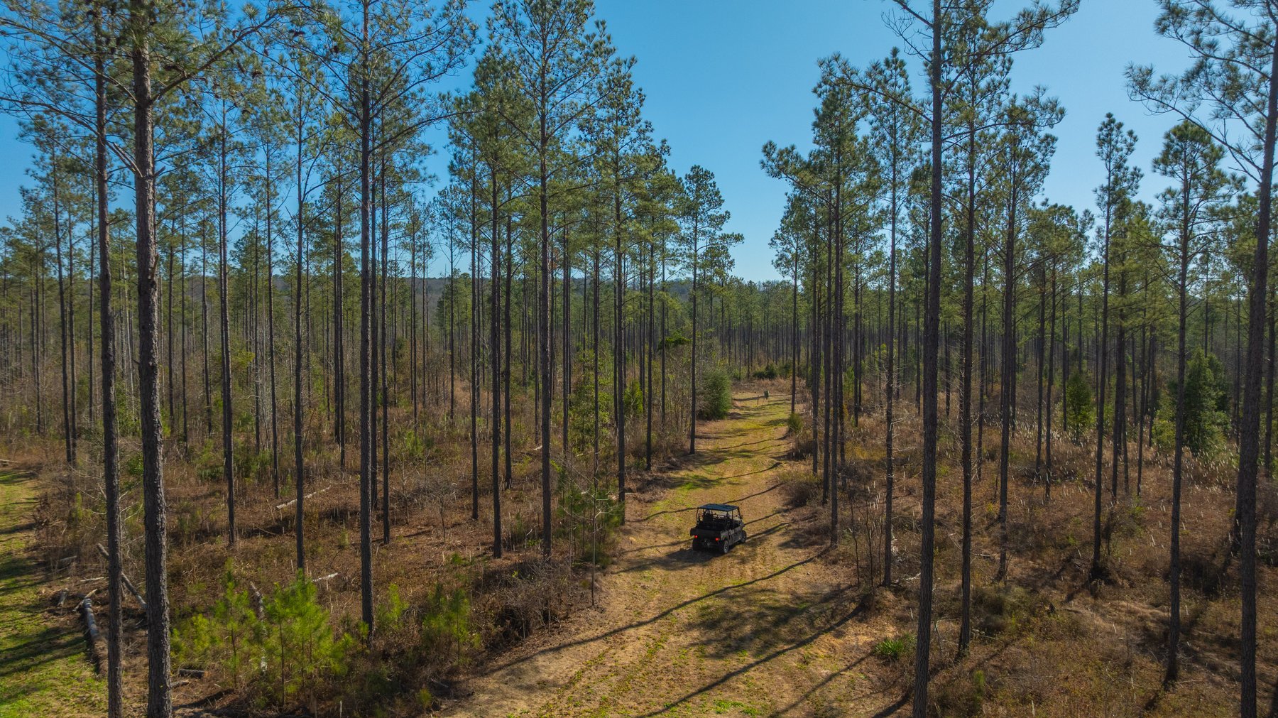 Image for 450± Total Acres - Jefferson Tract North - Exceptional Timber Investment - Plantation Pines & Lanahassee Creek Frontage