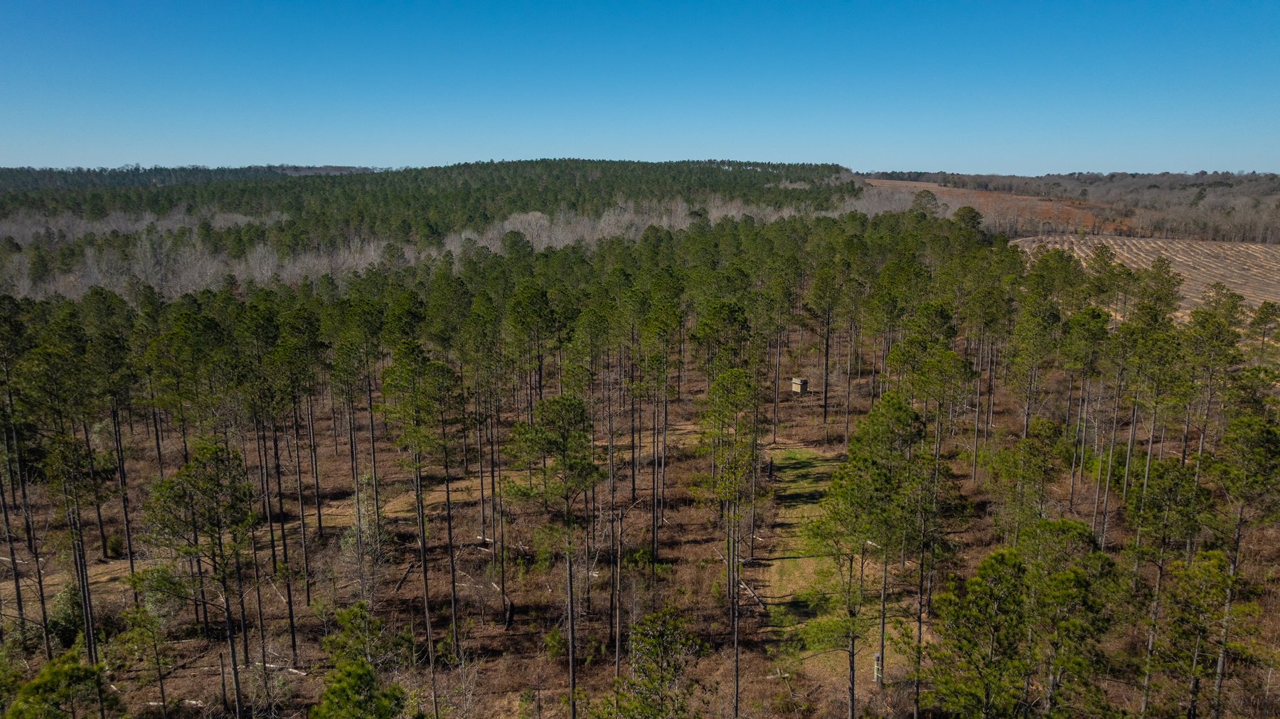 Image for 450± Total Acres - Jefferson Tract North - Exceptional Timber Investment - Plantation Pines & Lanahassee Creek Frontage