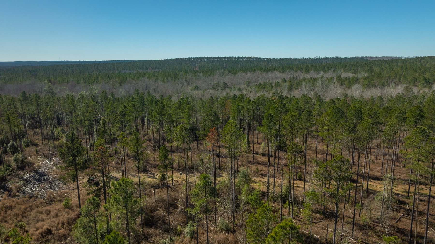 Image for 450± Total Acres - Jefferson Tract North - Exceptional Timber Investment - Plantation Pines & Lanahassee Creek Frontage