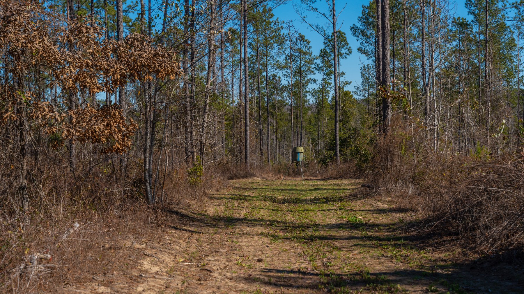 Image for 450± Total Acres - Jefferson Tract North - Exceptional Timber Investment - Plantation Pines & Lanahassee Creek Frontage