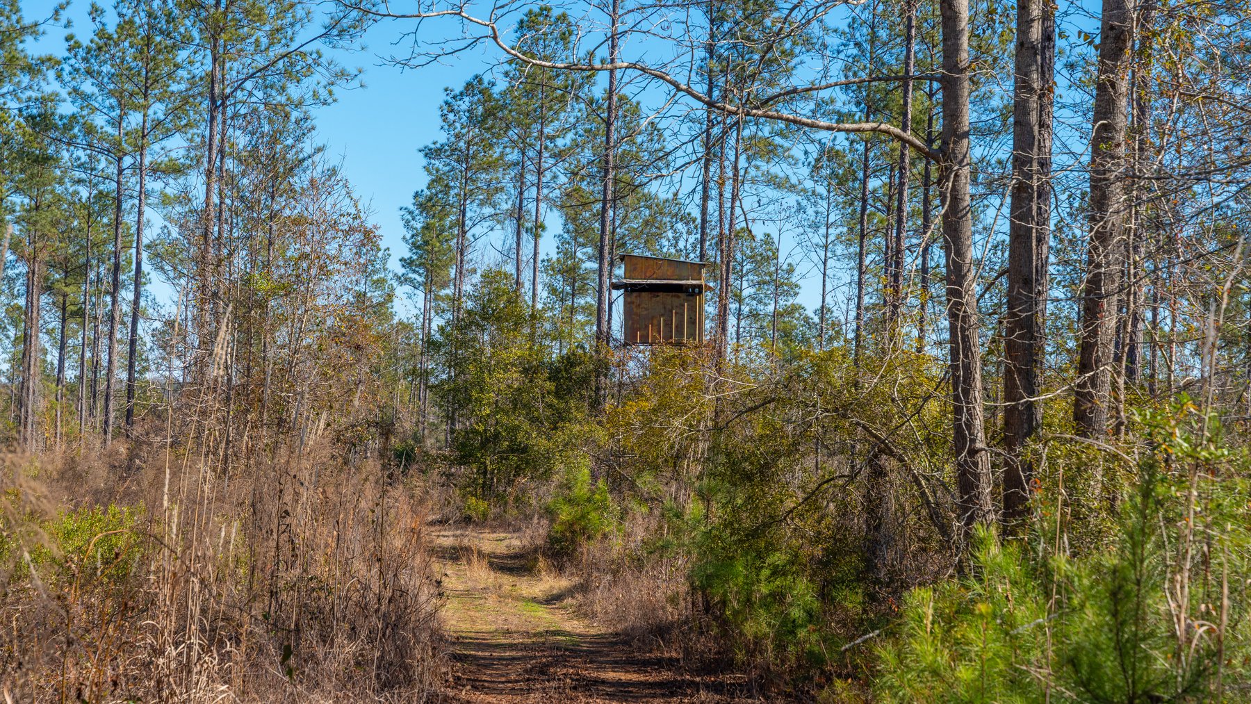 Image for 450± Total Acres - Jefferson Tract North - Exceptional Timber Investment - Plantation Pines & Lanahassee Creek Frontage
