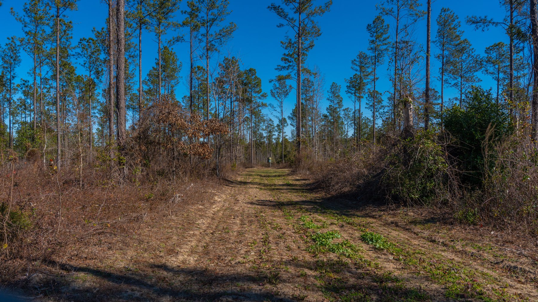 Image for 450± Total Acres - Jefferson Tract North - Exceptional Timber Investment - Plantation Pines & Lanahassee Creek Frontage