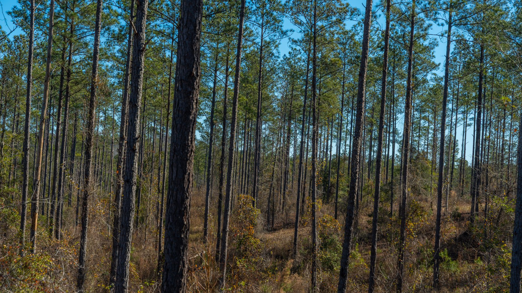 Image for 450± Total Acres - Jefferson Tract North - Exceptional Timber Investment - Plantation Pines & Lanahassee Creek Frontage