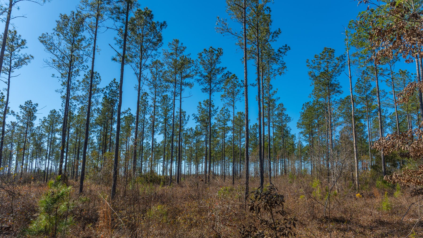 Image for 450± Total Acres - Jefferson Tract North - Exceptional Timber Investment - Plantation Pines & Lanahassee Creek Frontage