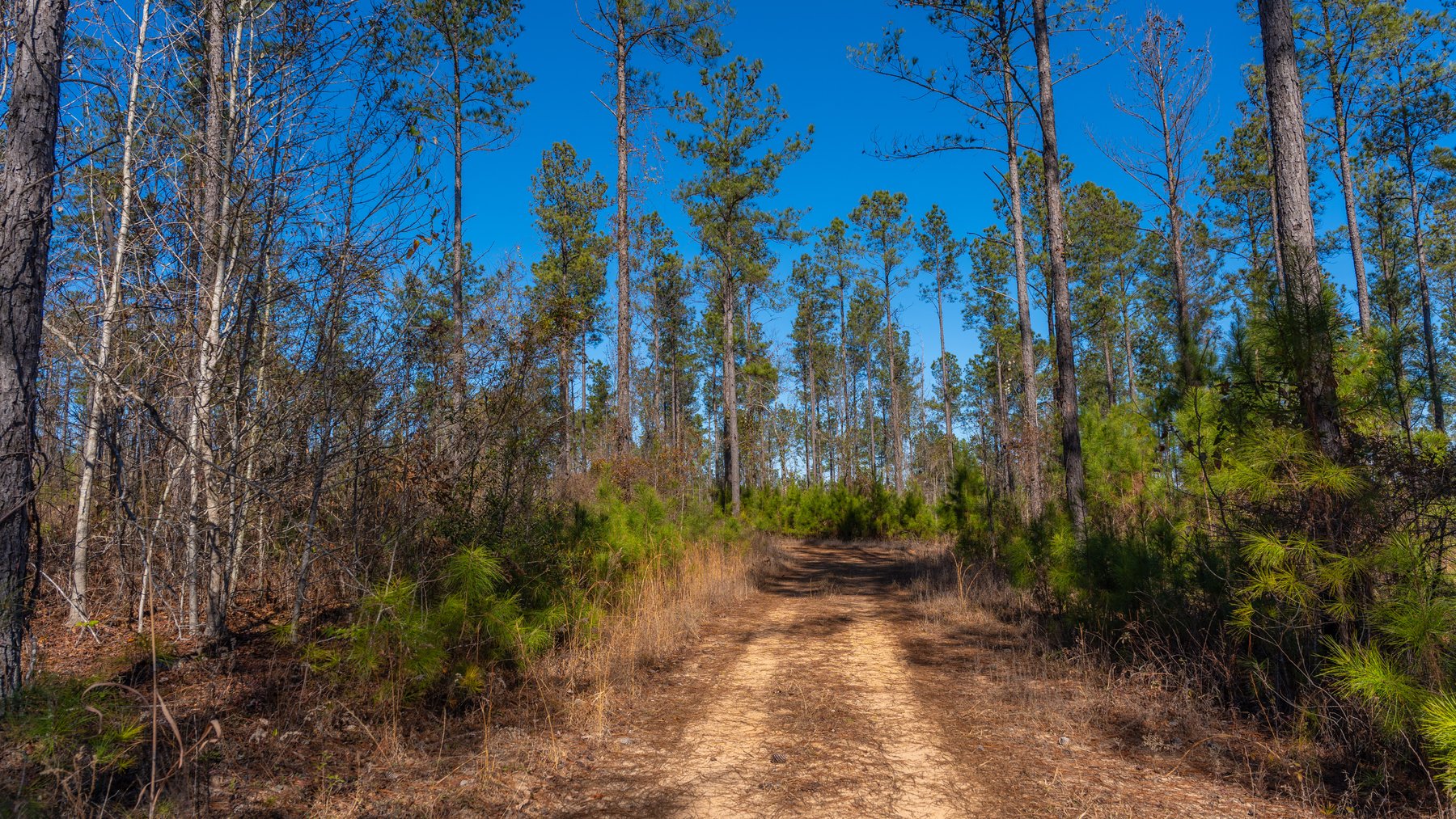 Image for 450± Total Acres - Jefferson Tract North - Exceptional Timber Investment - Plantation Pines & Lanahassee Creek Frontage