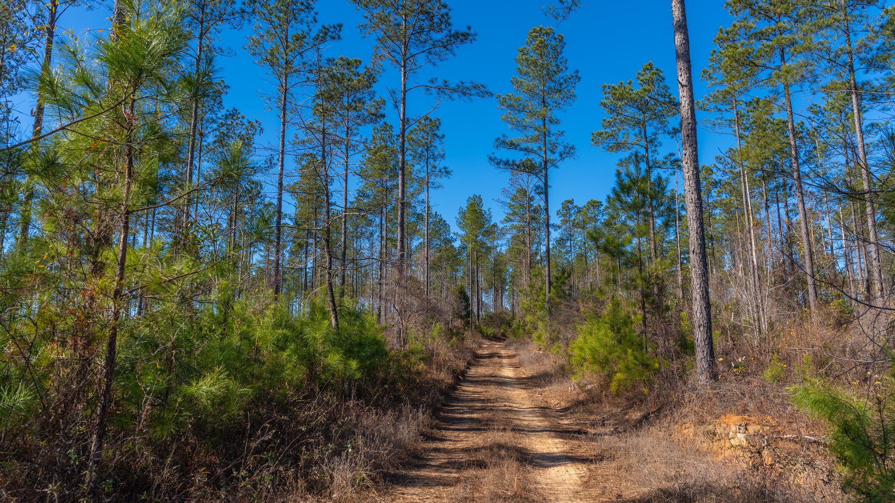 Image for 450± Total Acres - Jefferson Tract North - Exceptional Timber Investment - Plantation Pines & Lanahassee Creek Frontage