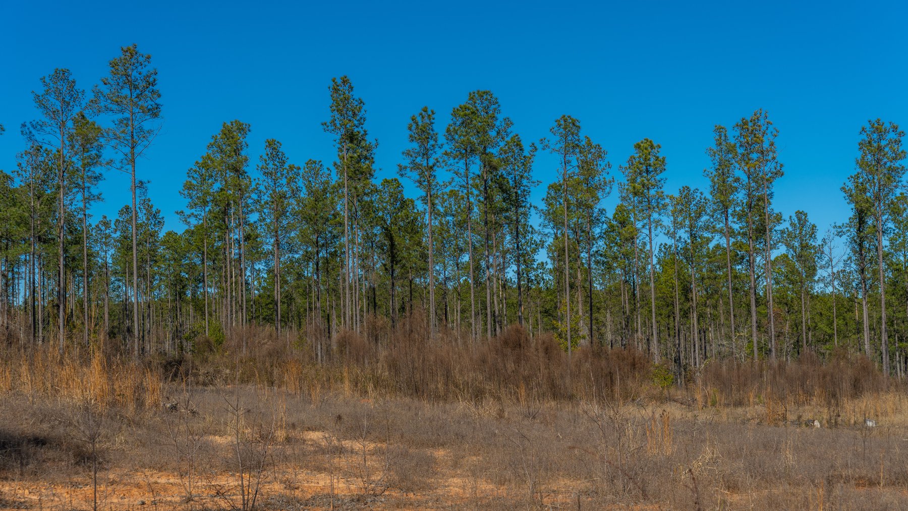 Image for 450± Total Acres - Jefferson Tract North - Exceptional Timber Investment - Plantation Pines & Lanahassee Creek Frontage