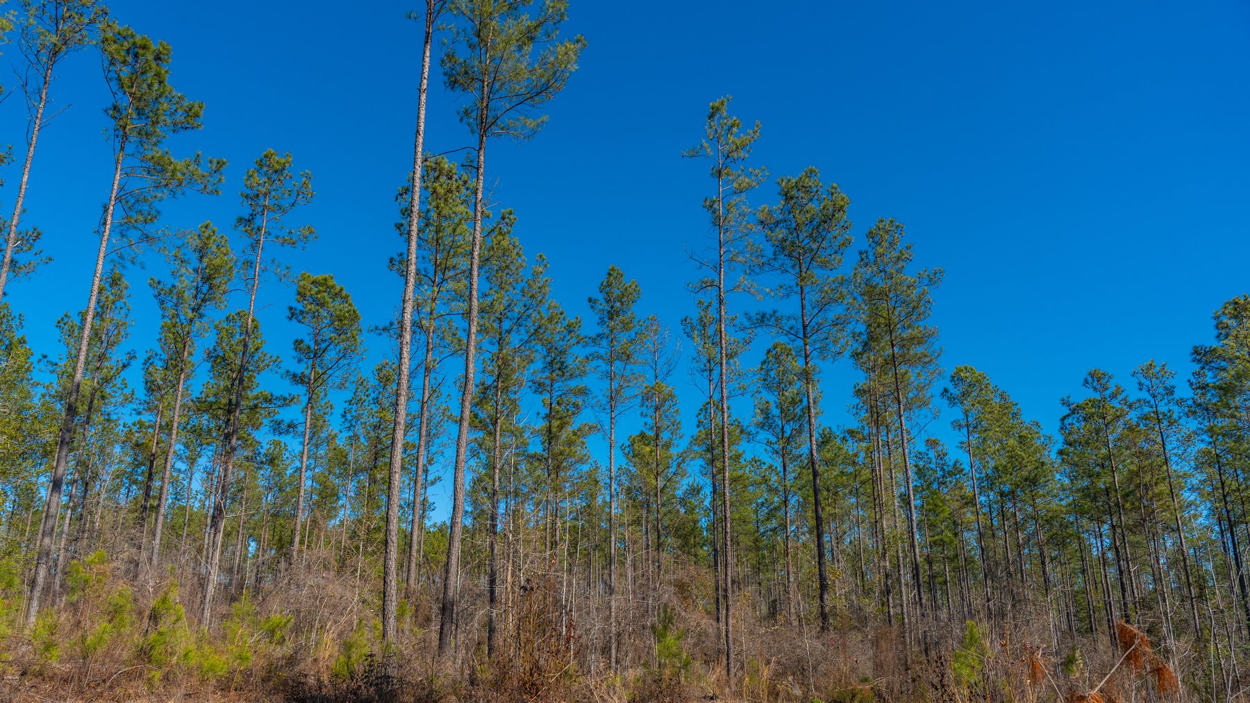 Image for 450± Total Acres - Jefferson Tract North - Exceptional Timber Investment - Plantation Pines & Lanahassee Creek Frontage