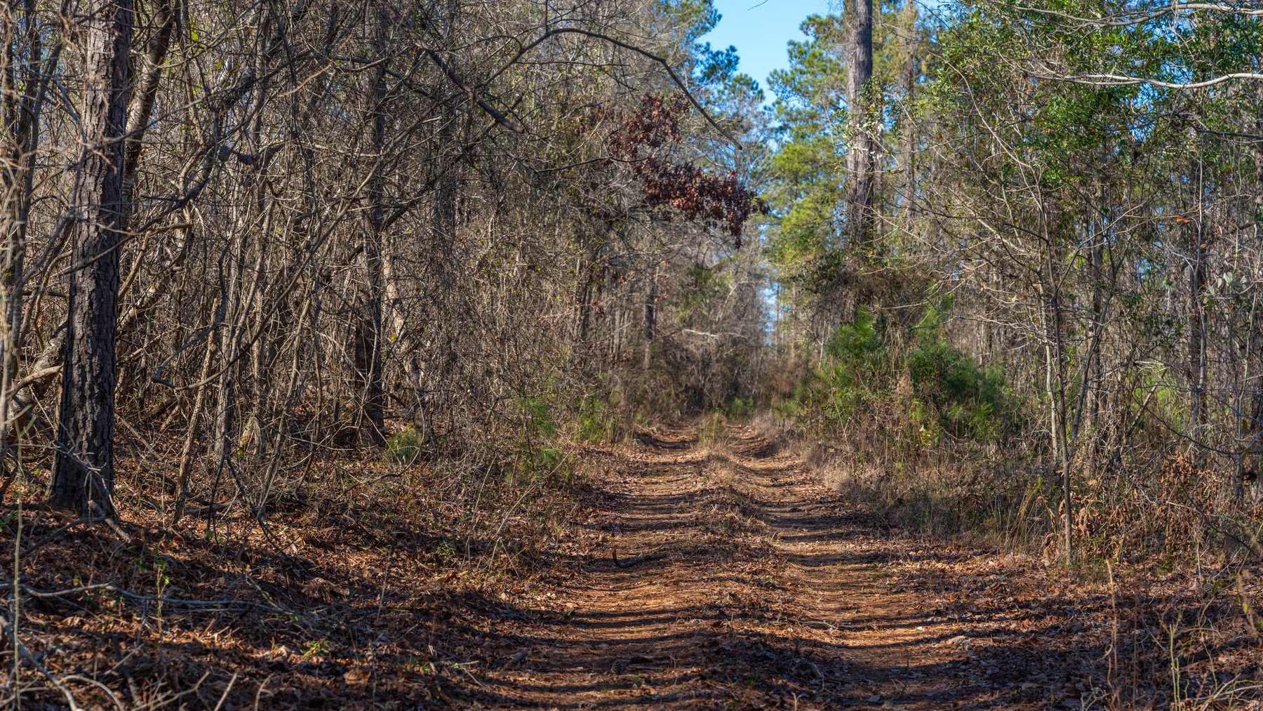 Image for 450± Total Acres - Jefferson Tract North - Exceptional Timber Investment - Plantation Pines & Lanahassee Creek Frontage