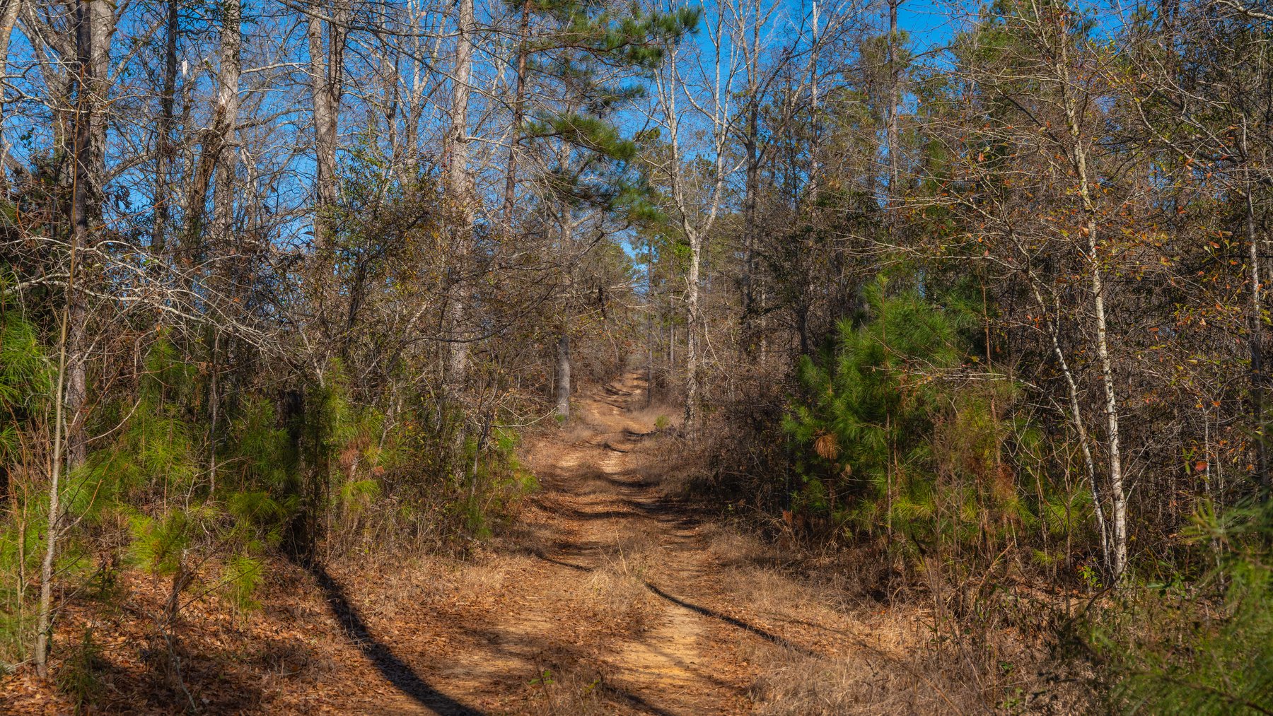 Image for 450± Total Acres - Jefferson Tract North - Exceptional Timber Investment - Plantation Pines & Lanahassee Creek Frontage