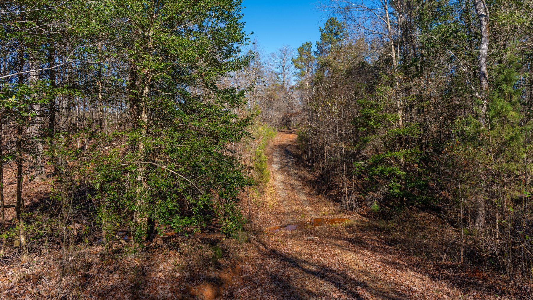 Image for 450± Total Acres - Jefferson Tract North - Exceptional Timber Investment - Plantation Pines & Lanahassee Creek Frontage