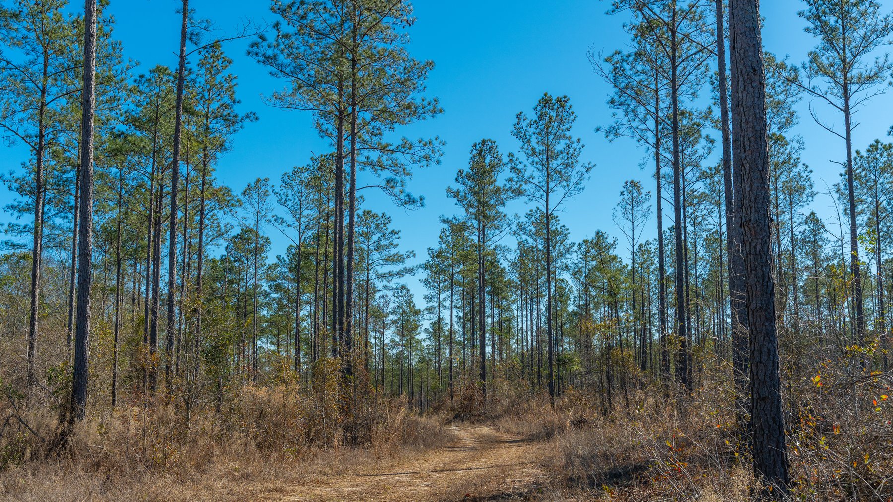 Image for 450± Total Acres - Jefferson Tract North - Exceptional Timber Investment - Plantation Pines & Lanahassee Creek Frontage