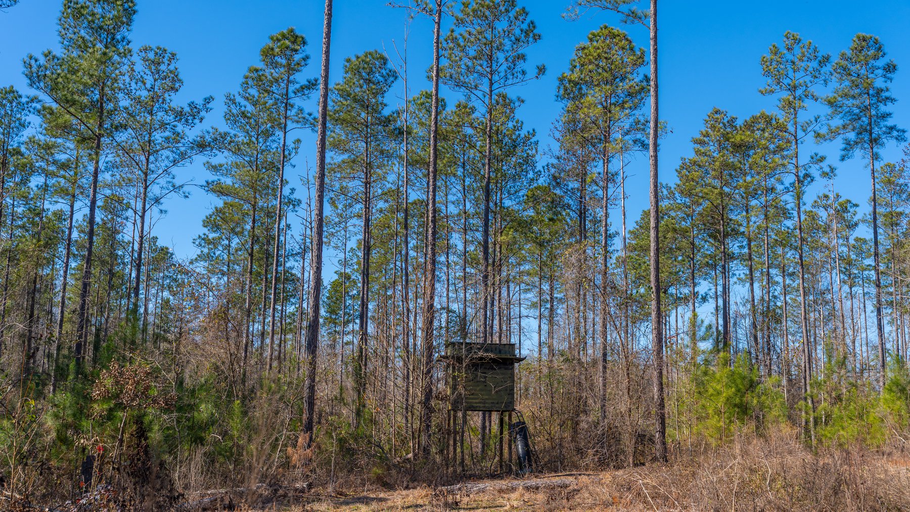 Image for 450± Total Acres - Jefferson Tract North - Exceptional Timber Investment - Plantation Pines & Lanahassee Creek Frontage