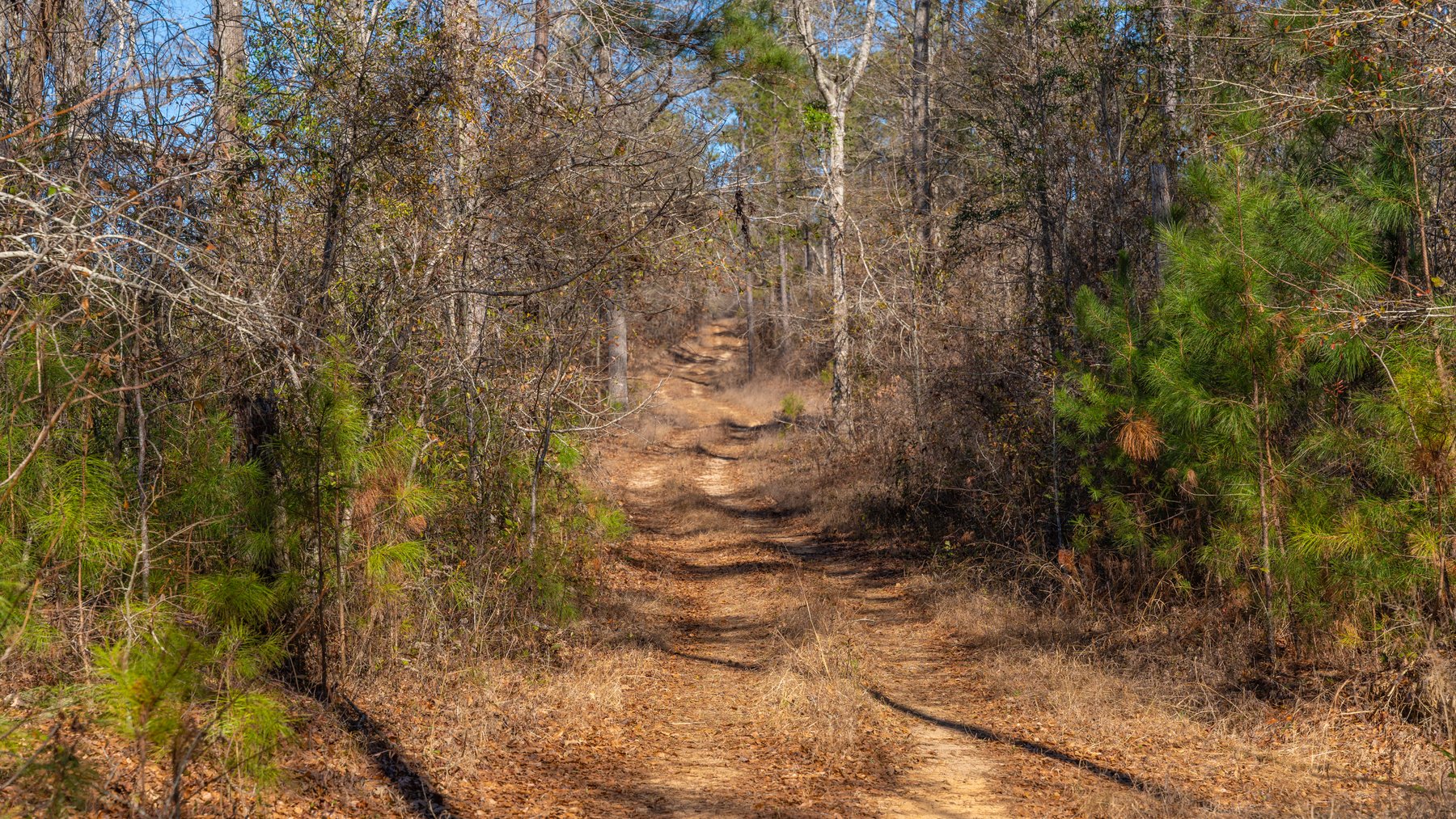 Image for 450± Total Acres - Jefferson Tract North - Exceptional Timber Investment - Plantation Pines & Lanahassee Creek Frontage
