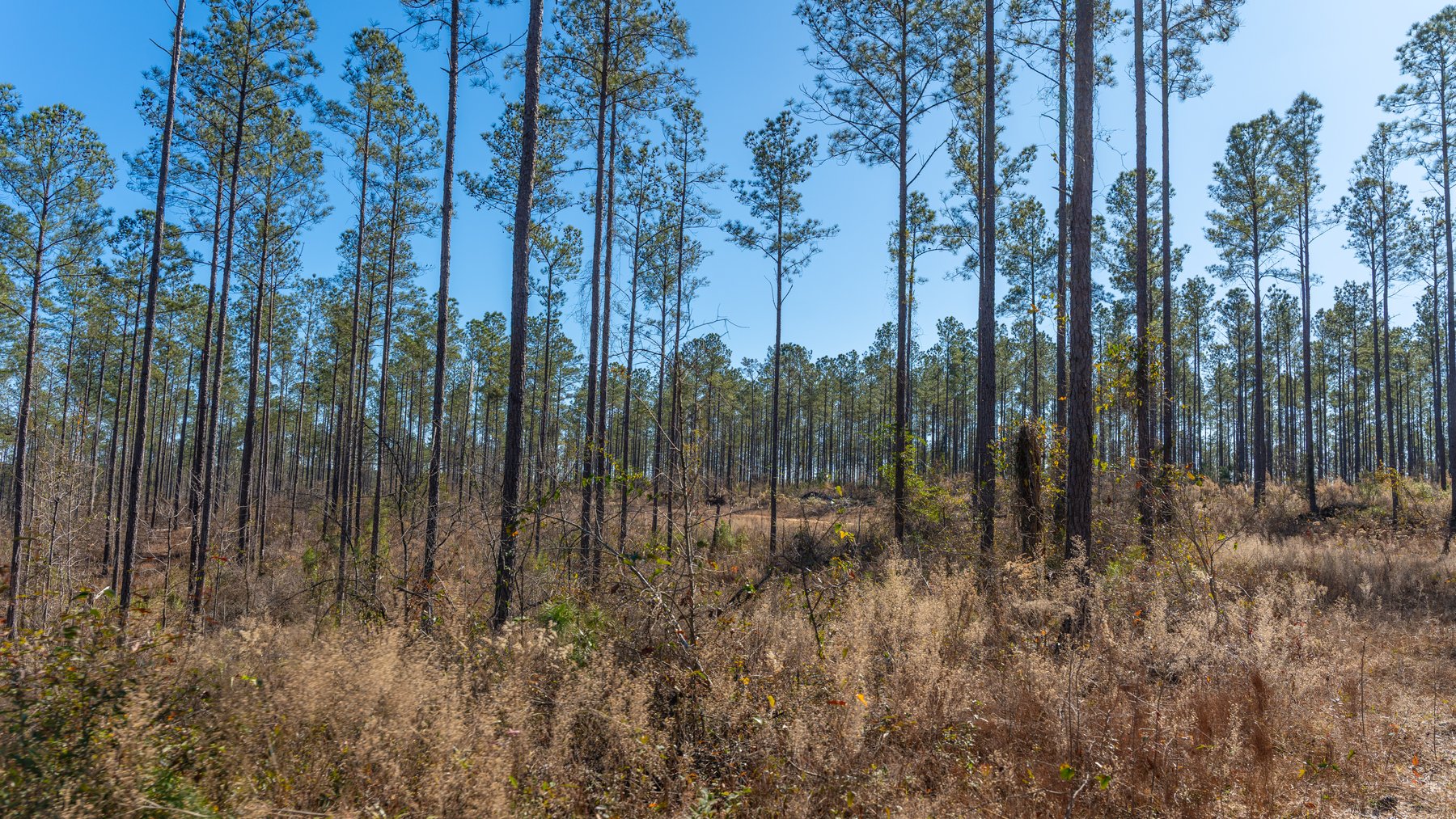 Image for 450± Total Acres - Jefferson Tract North - Exceptional Timber Investment - Plantation Pines & Lanahassee Creek Frontage