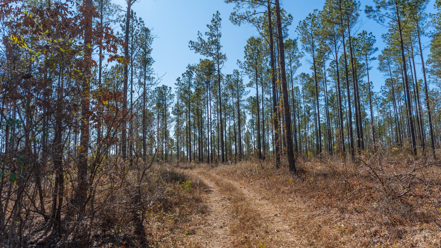 Image for 450± Total Acres - Jefferson Tract North - Exceptional Timber Investment - Plantation Pines & Lanahassee Creek Frontage