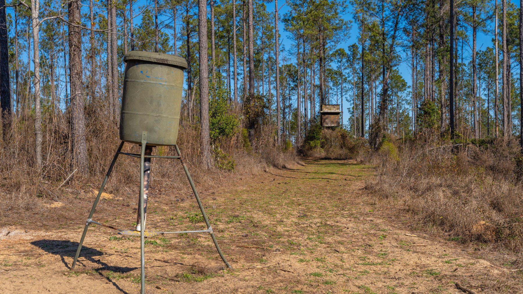 Image for 450± Total Acres - Jefferson Tract North - Exceptional Timber Investment - Plantation Pines & Lanahassee Creek Frontage