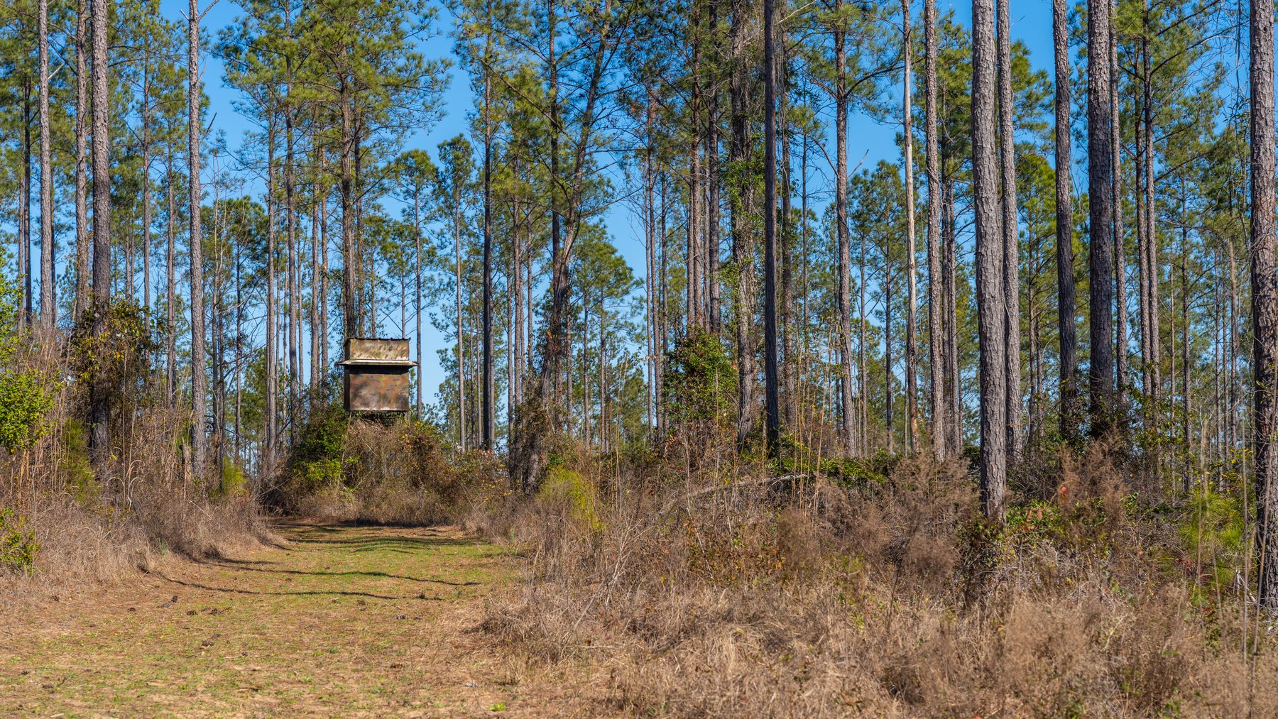 Image for 450± Total Acres - Jefferson Tract North - Exceptional Timber Investment - Plantation Pines & Lanahassee Creek Frontage