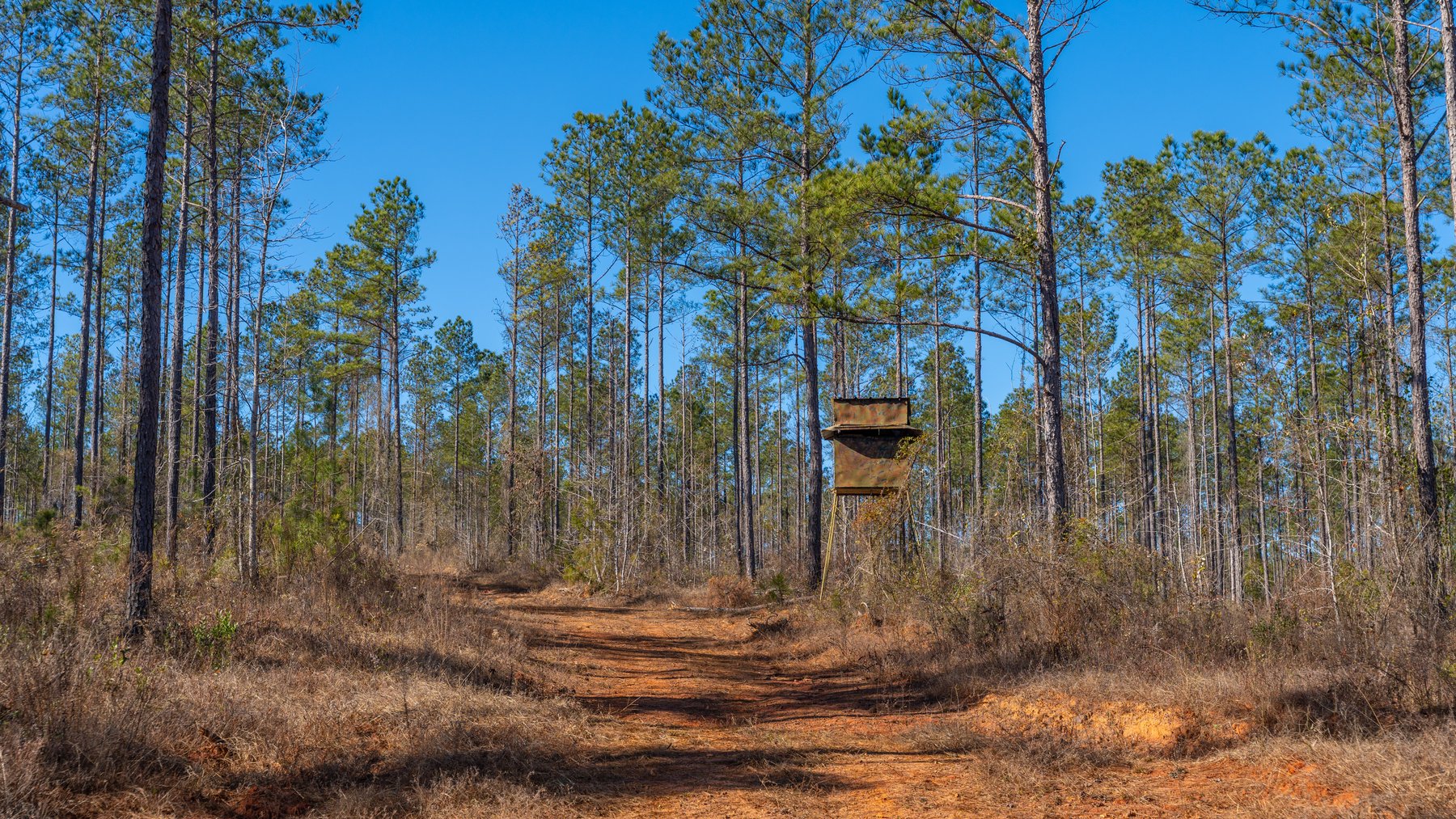 Image for 450± Total Acres - Jefferson Tract North - Exceptional Timber Investment - Plantation Pines & Lanahassee Creek Frontage