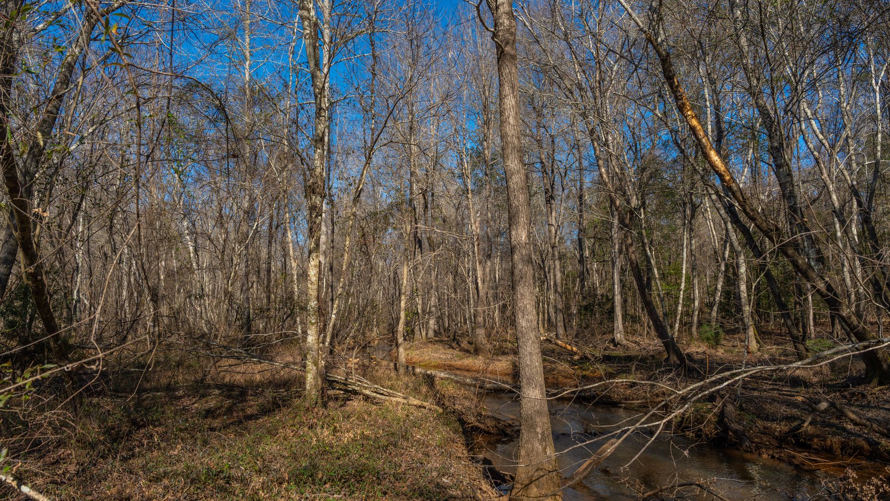 Image for 450± Total Acres - Jefferson Tract North - Exceptional Timber Investment - Plantation Pines & Lanahassee Creek Frontage