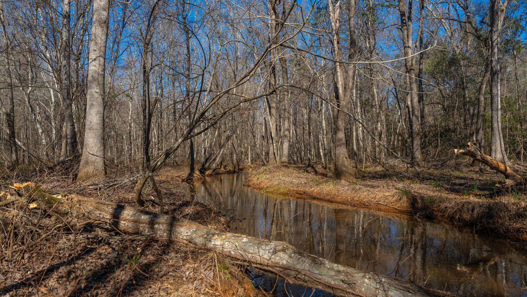 Image for 450± Total Acres - Jefferson Tract North - Exceptional Timber Investment - Plantation Pines & Lanahassee Creek Frontage