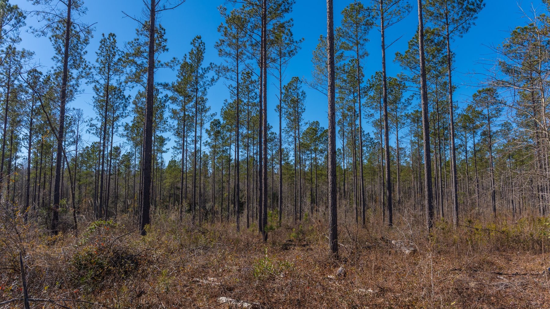 Image for 450± Total Acres - Jefferson Tract North - Exceptional Timber Investment - Plantation Pines & Lanahassee Creek Frontage