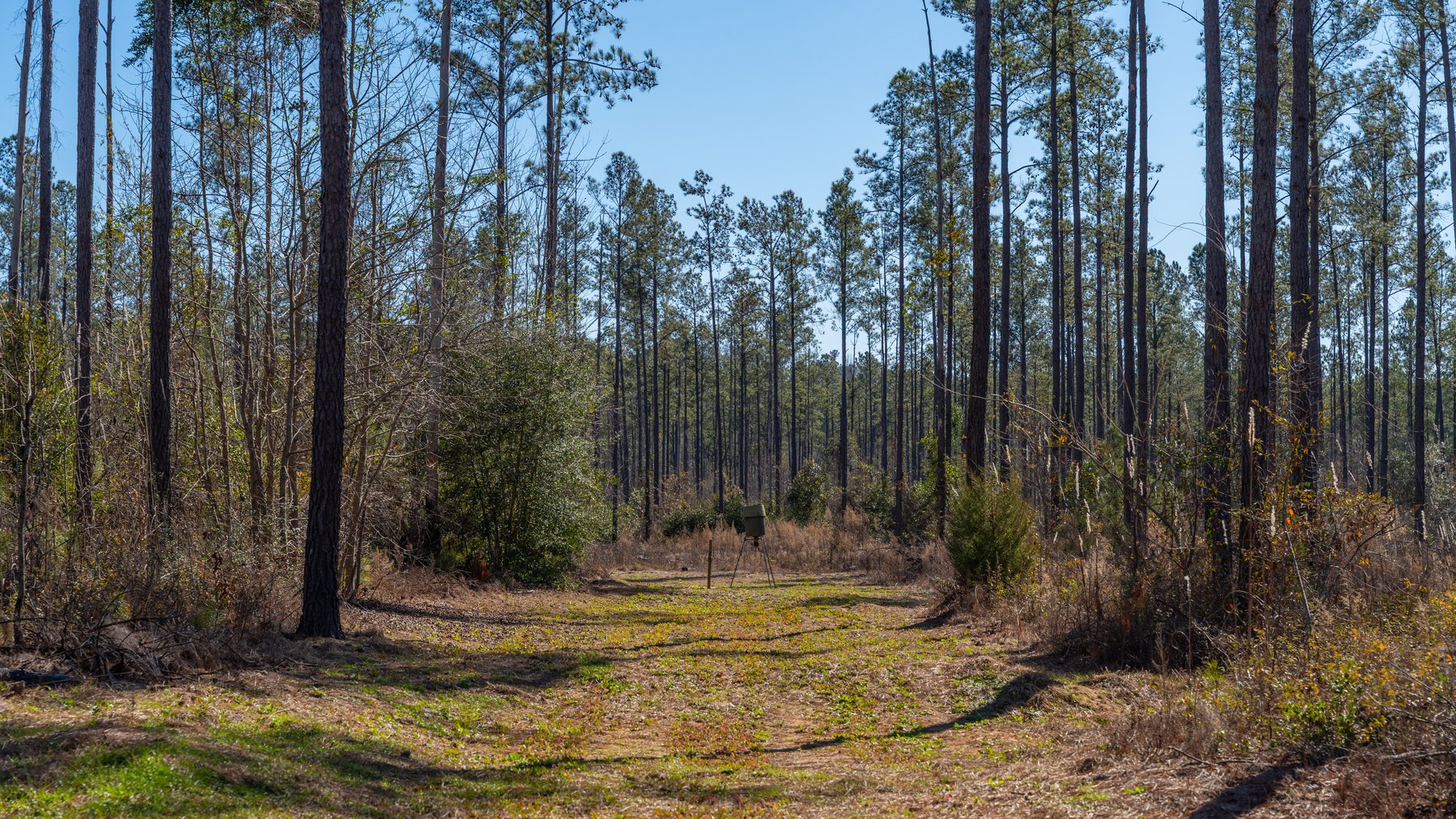 Image for 450± Total Acres - Jefferson Tract North - Exceptional Timber Investment - Plantation Pines & Lanahassee Creek Frontage