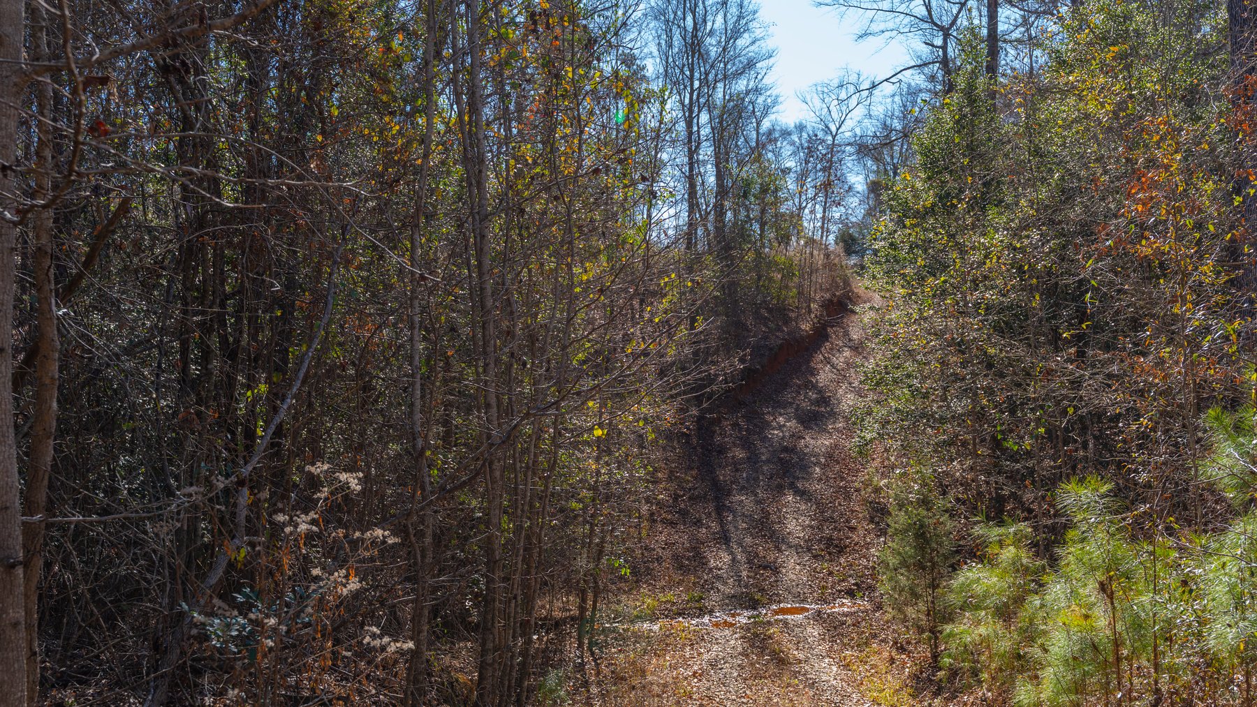 Image for 450± Total Acres - Jefferson Tract North - Exceptional Timber Investment - Plantation Pines & Lanahassee Creek Frontage