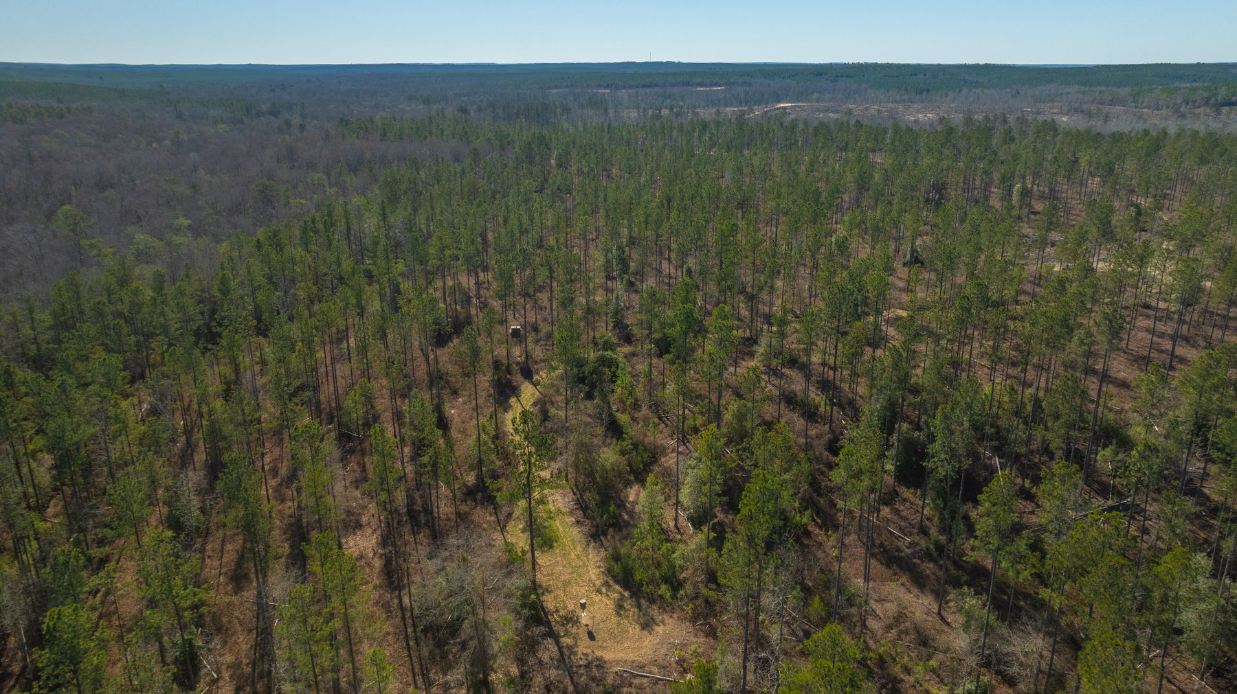 Image for 450± Total Acres - Jefferson Tract North - Exceptional Timber Investment - Plantation Pines & Lanahassee Creek Frontage