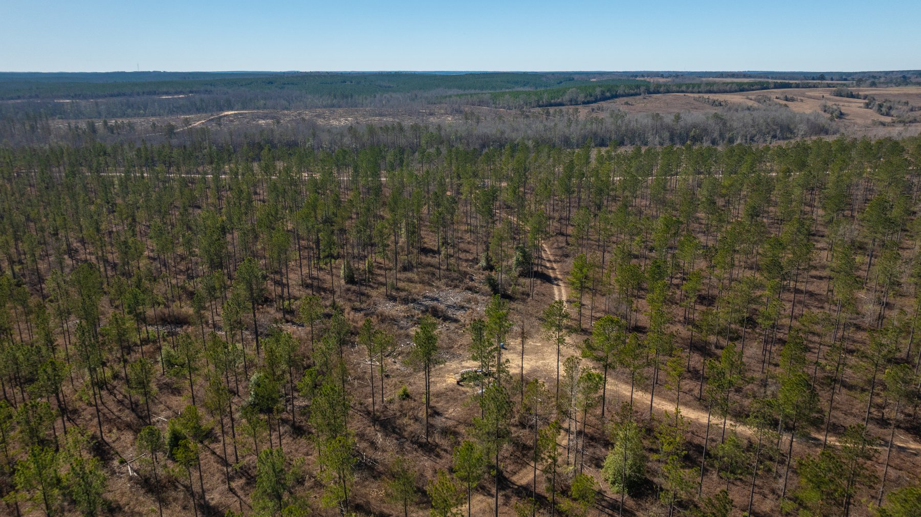 Image for 450± Total Acres - Jefferson Tract North - Exceptional Timber Investment - Plantation Pines & Lanahassee Creek Frontage