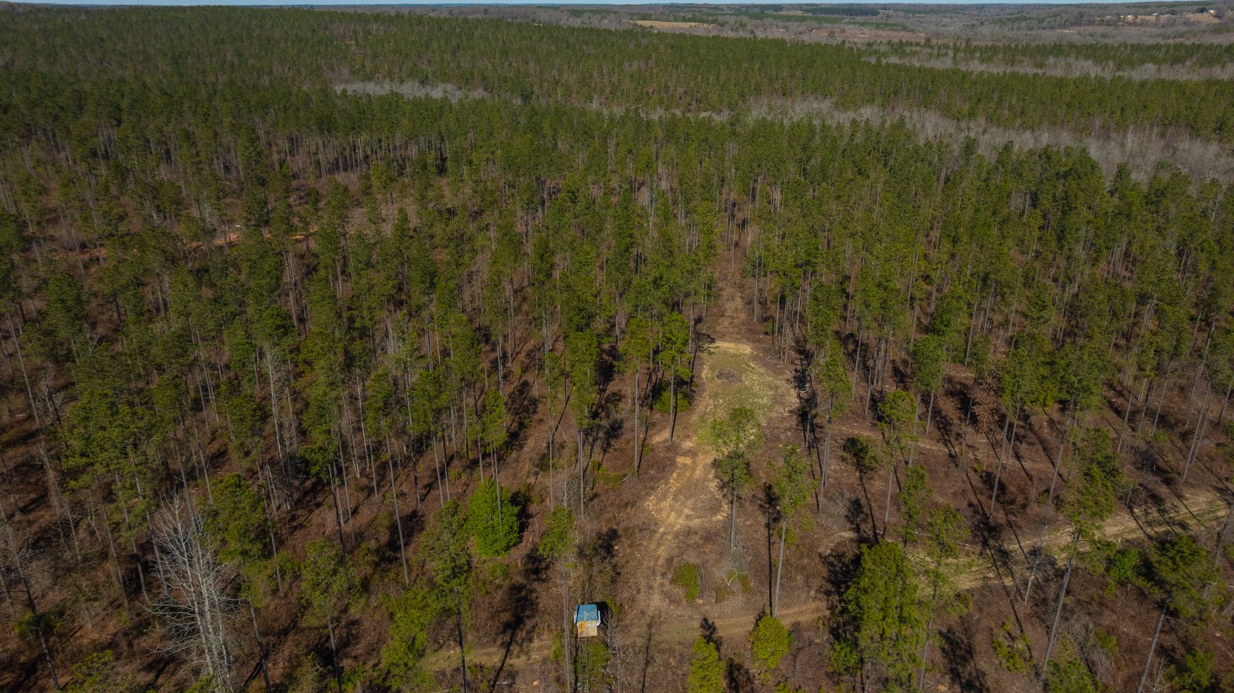 Image for 450± Total Acres - Jefferson Tract North - Exceptional Timber Investment - Plantation Pines & Lanahassee Creek Frontage