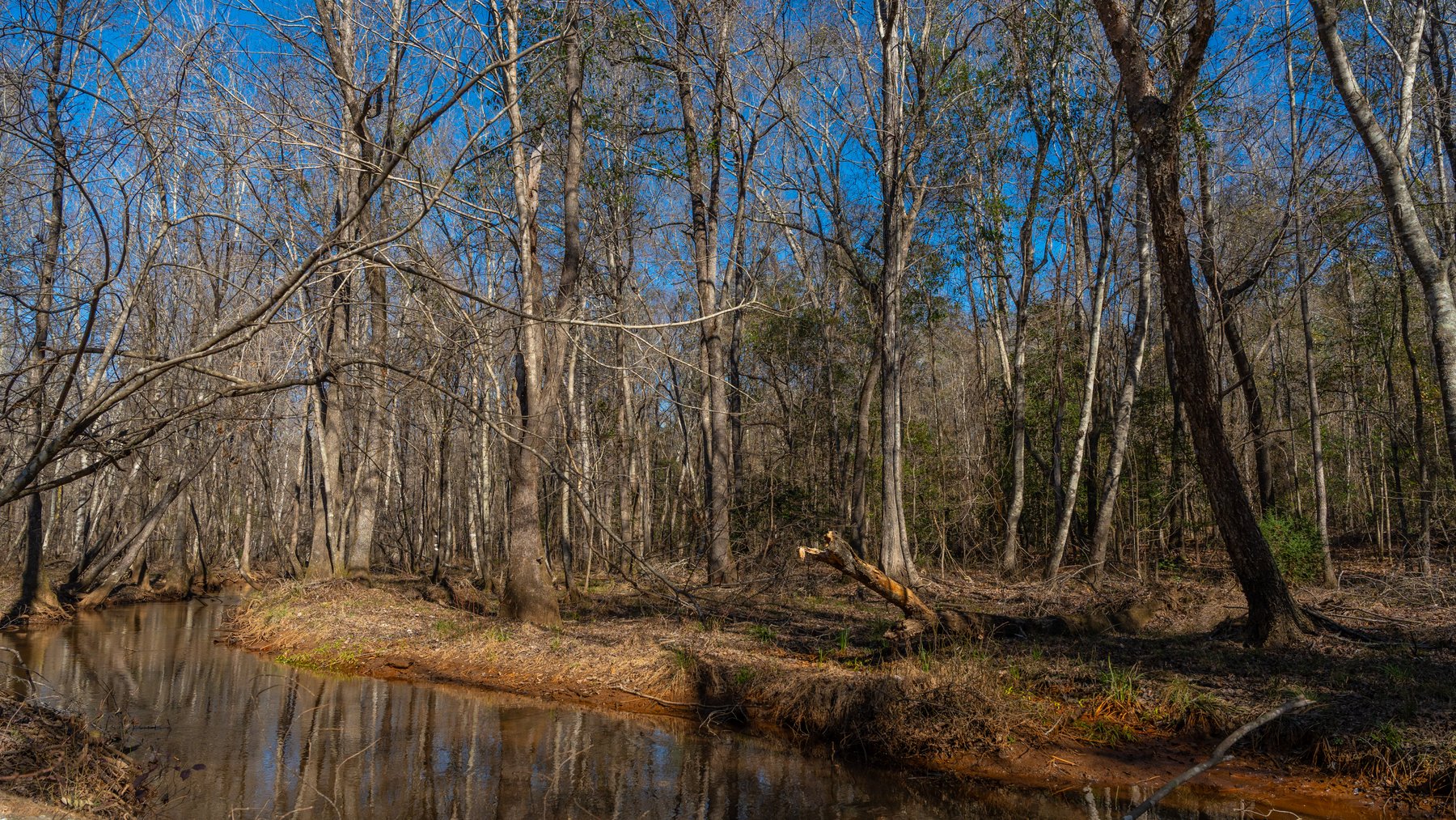 Image for 450± Total Acres - Jefferson Tract North - Exceptional Timber Investment - Plantation Pines & Lanahassee Creek Frontage