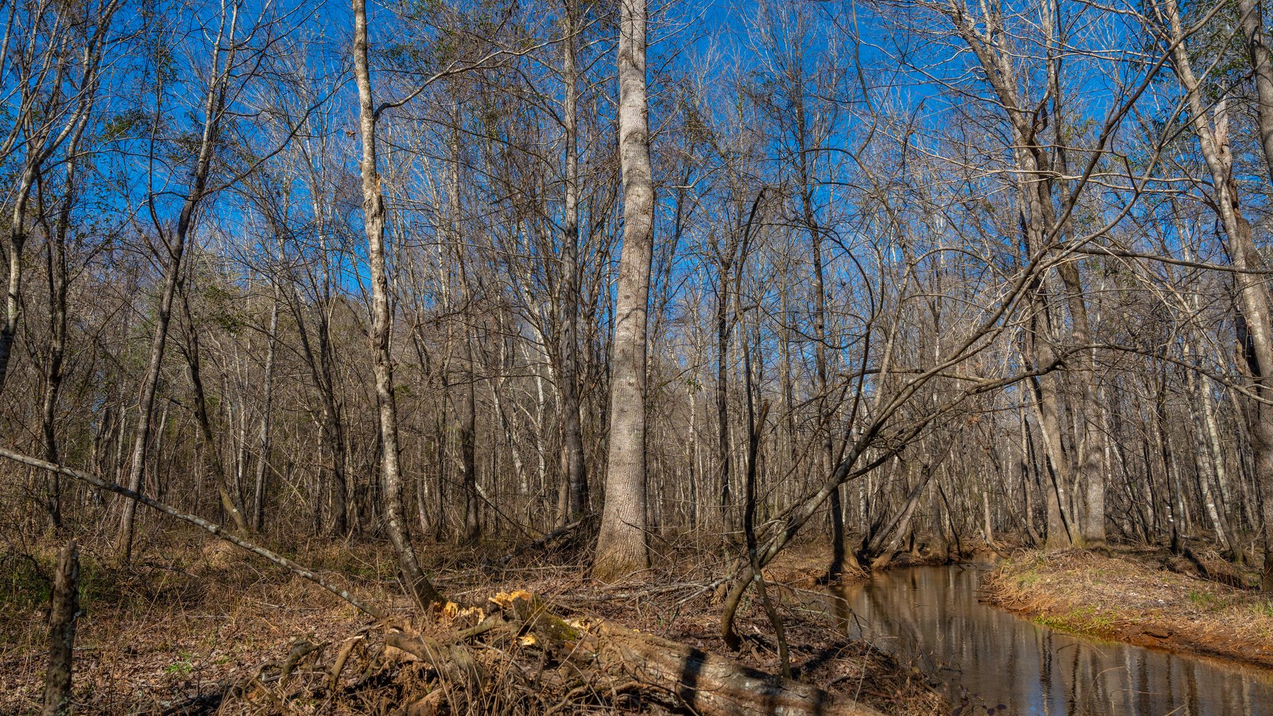 Image for 450± Total Acres - Jefferson Tract North - Exceptional Timber Investment - Plantation Pines & Lanahassee Creek Frontage