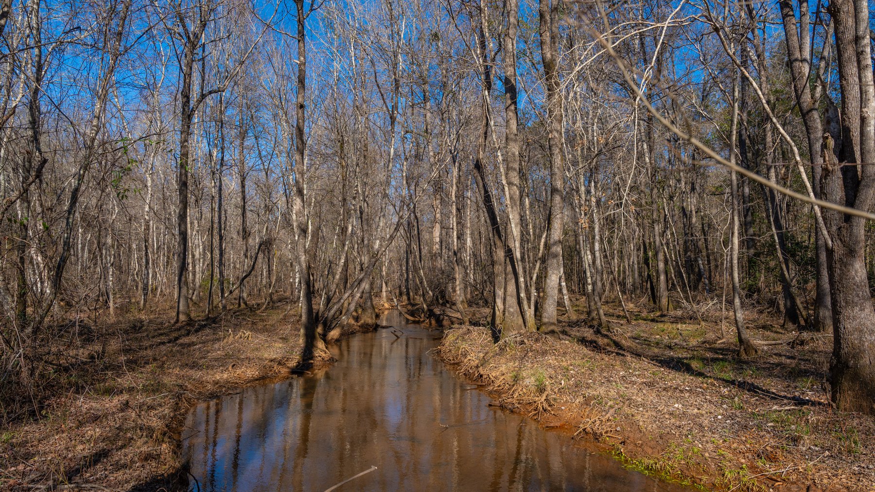 Image for 450± Total Acres - Jefferson Tract North - Exceptional Timber Investment - Plantation Pines & Lanahassee Creek Frontage