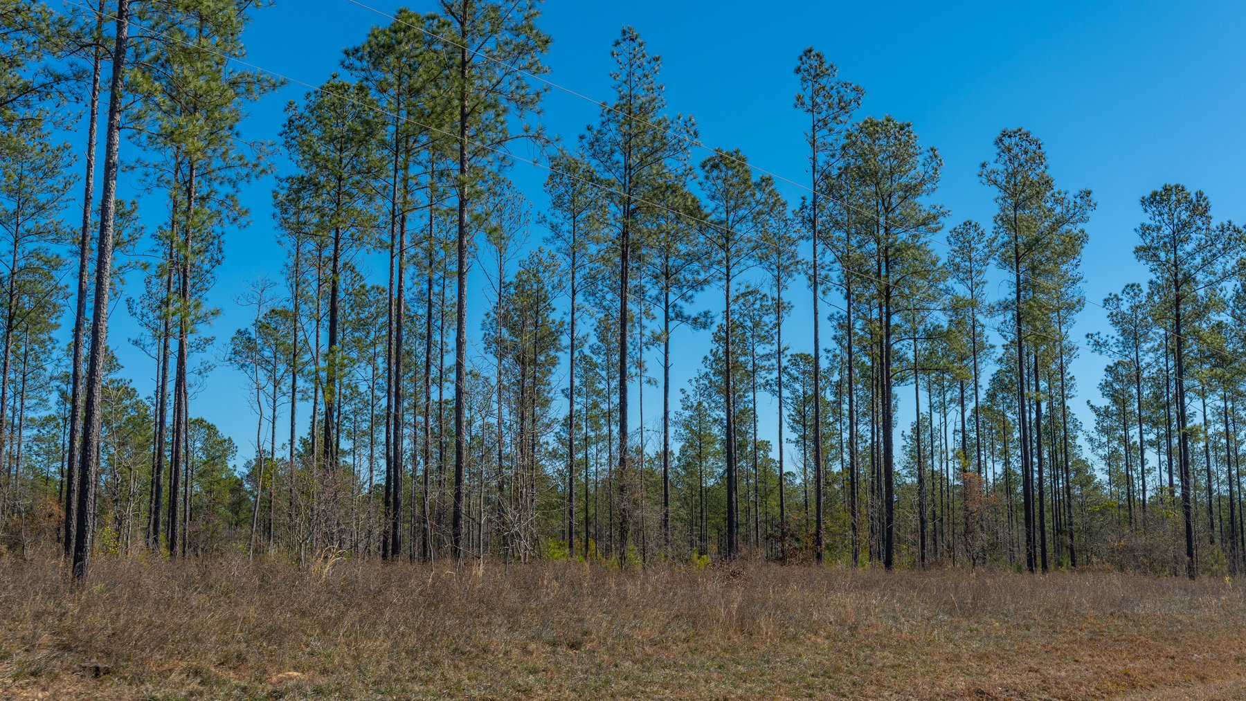 Image for 450± Total Acres - Jefferson Tract North - Exceptional Timber Investment - Plantation Pines & Lanahassee Creek Frontage