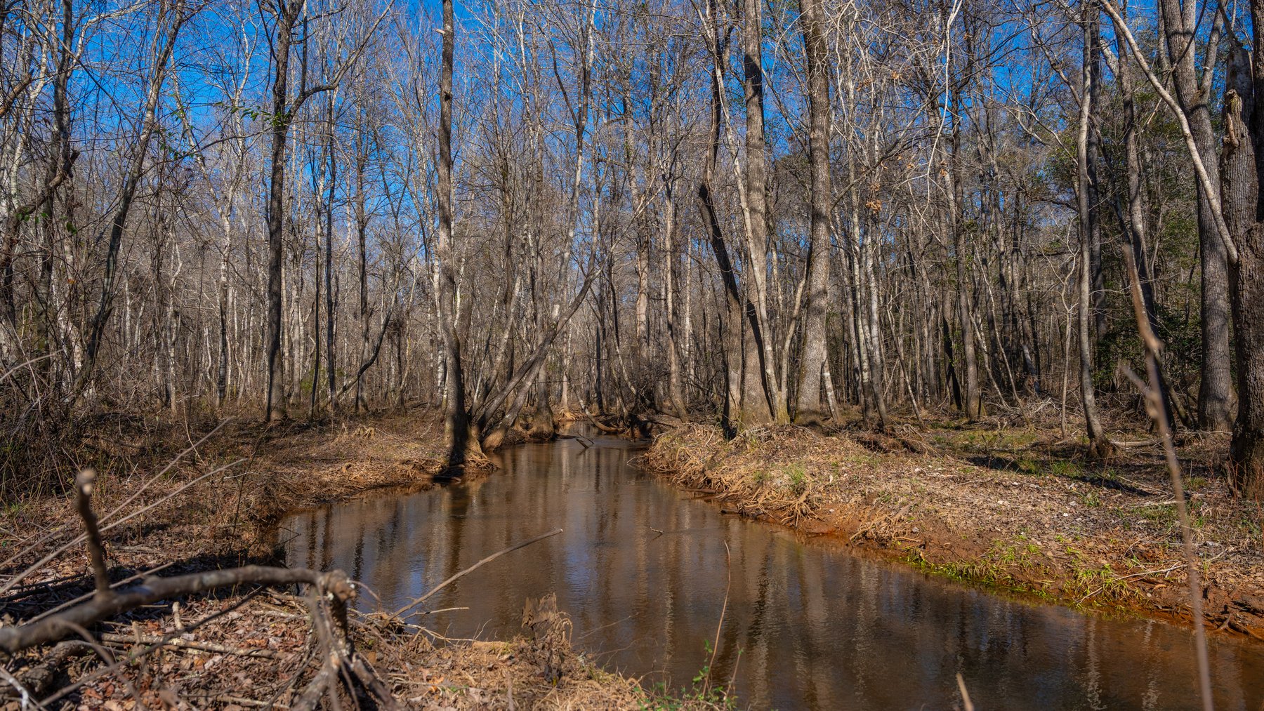 Image for 450± Total Acres - Jefferson Tract North - Exceptional Timber Investment - Plantation Pines & Lanahassee Creek Frontage