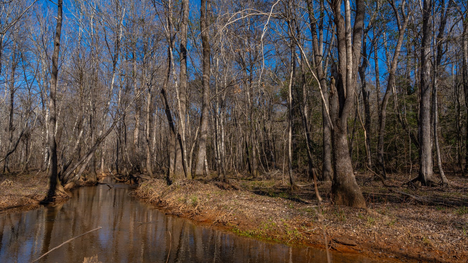Image for 450± Total Acres - Jefferson Tract North - Exceptional Timber Investment - Plantation Pines & Lanahassee Creek Frontage