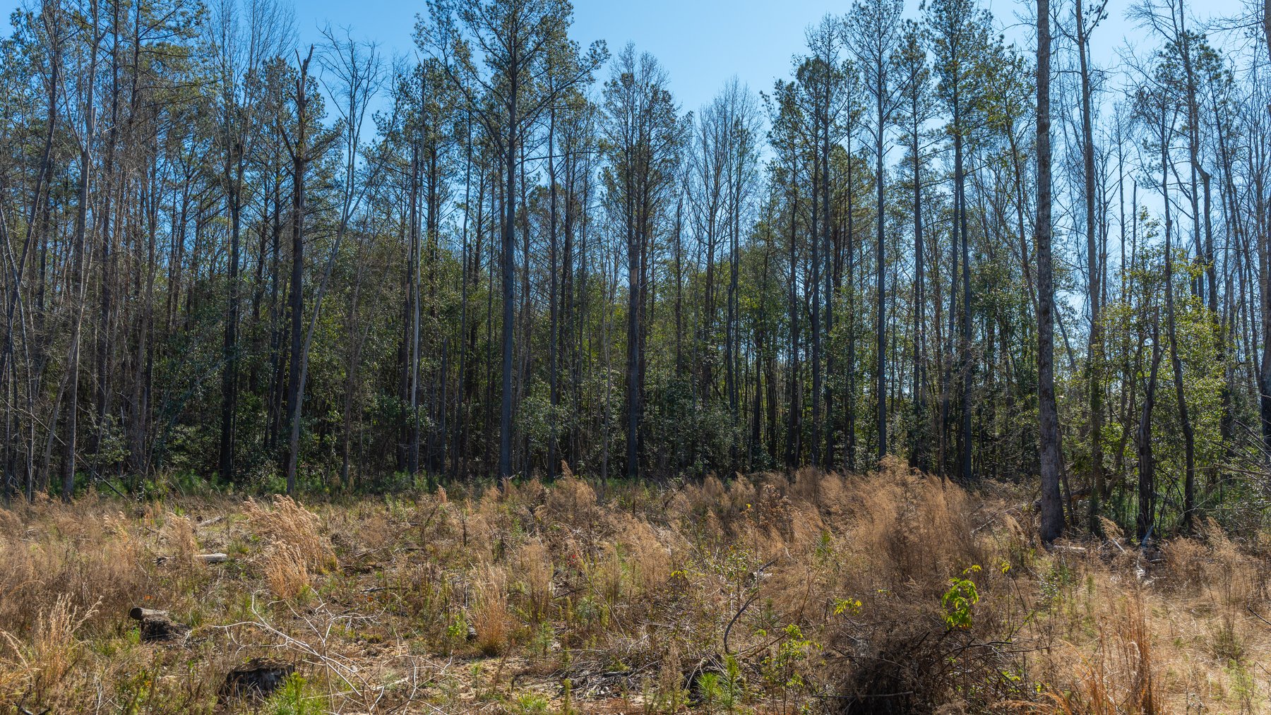 Image for 450± Total Acres - Jefferson Tract North - Exceptional Timber Investment - Plantation Pines & Lanahassee Creek Frontage