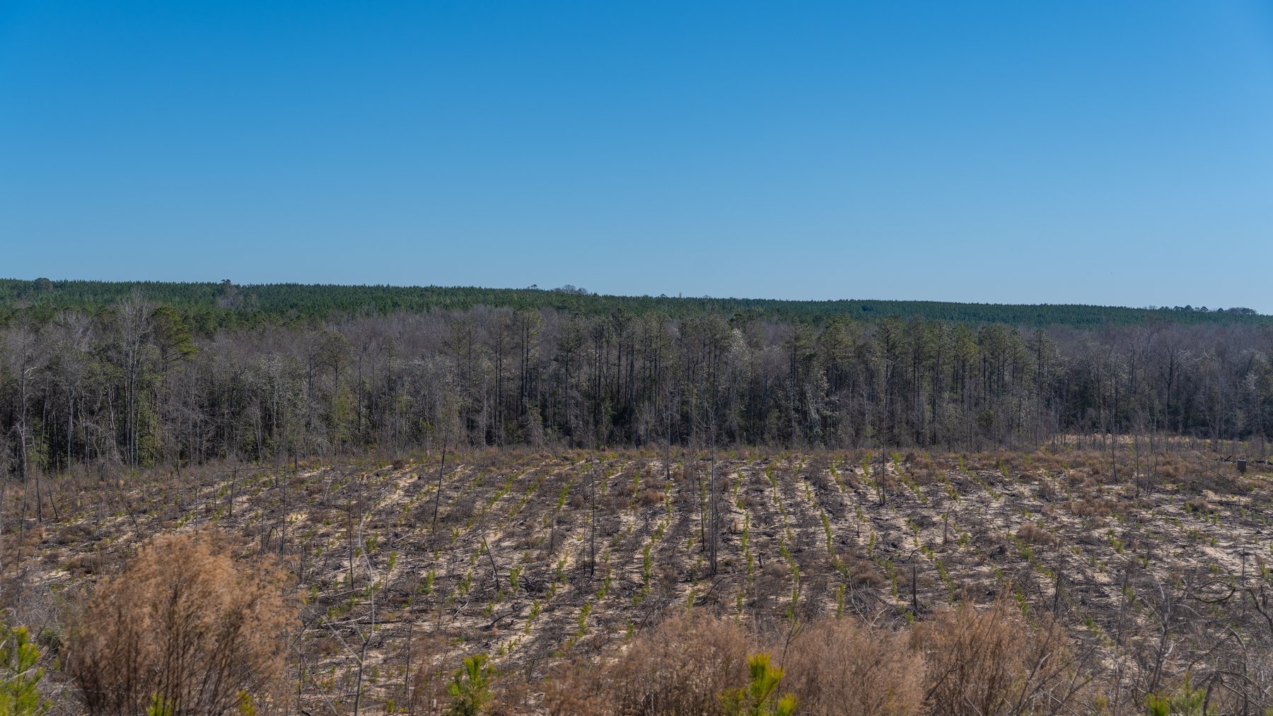 Image for 242± Total Acres - Jefferson Tract South - Exceptional Timber Investment - Lanahassee Creek Frontage
