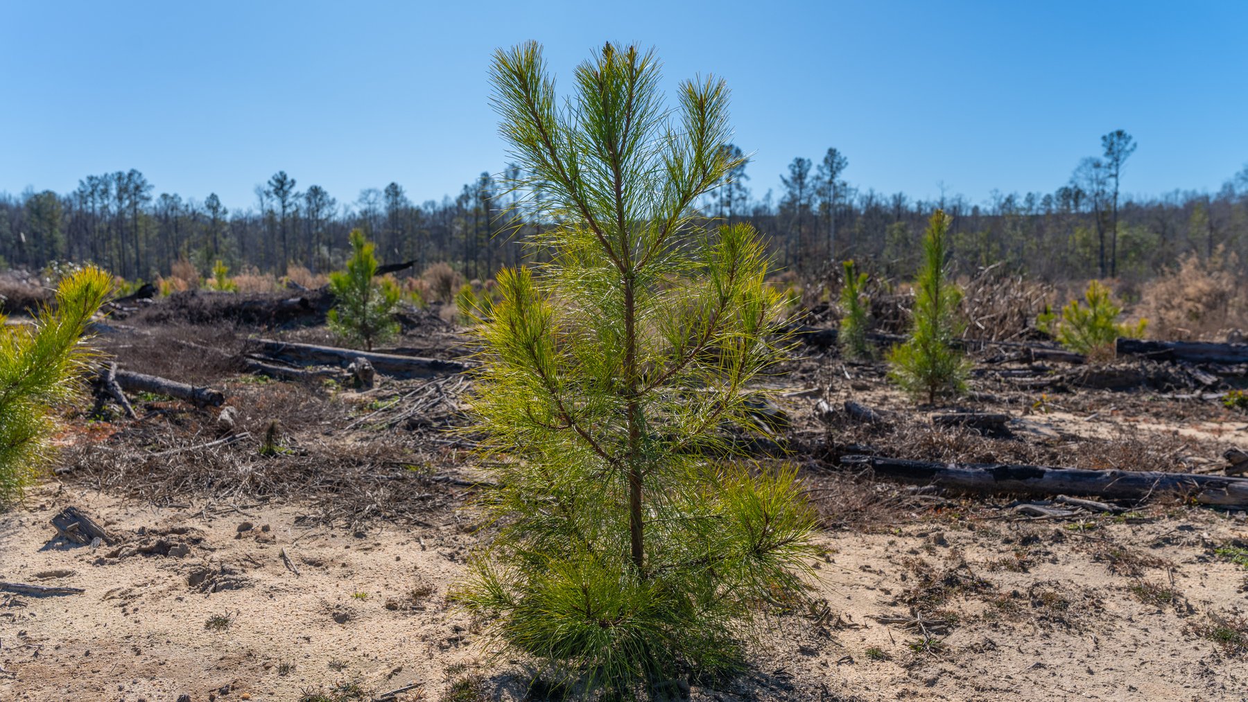 Image for 242± Total Acres - Jefferson Tract South - Exceptional Timber Investment - Lanahassee Creek Frontage