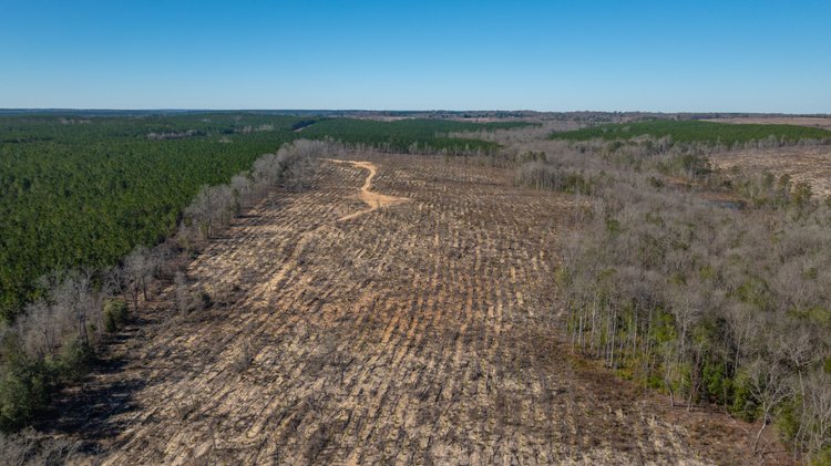 Image for 242± Total Acres - Jefferson Tract South - Exceptional Timber Investment - Lanahassee Creek Frontage