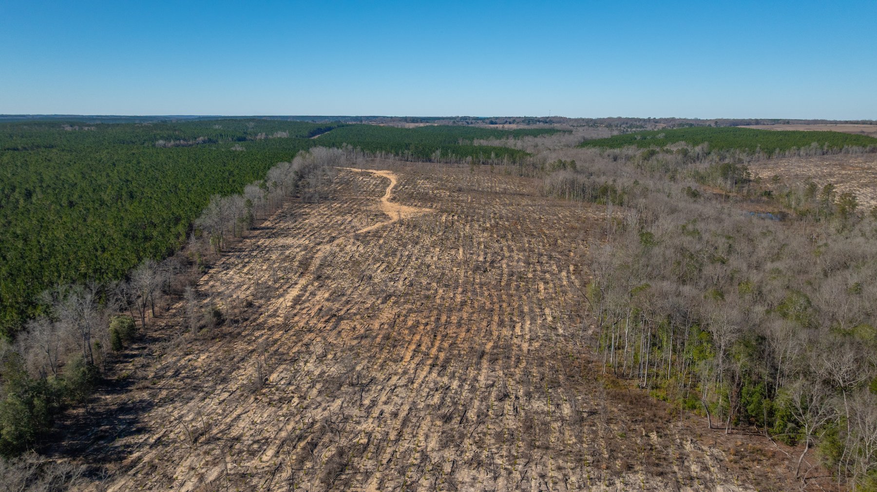 Image for 242± Total Acres - Jefferson Tract South - Exceptional Timber Investment - Lanahassee Creek Frontage